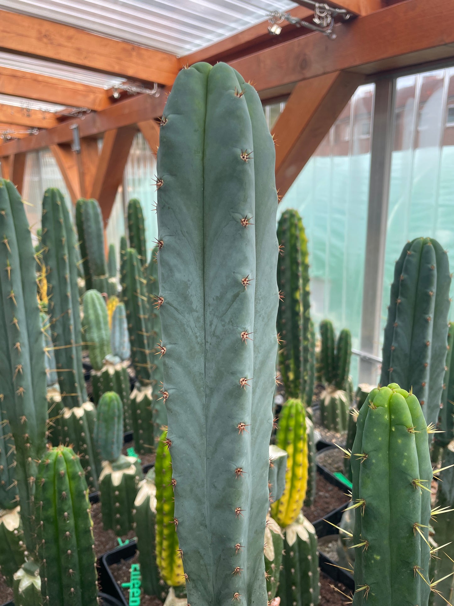 Trichocereus peruvianus HB02