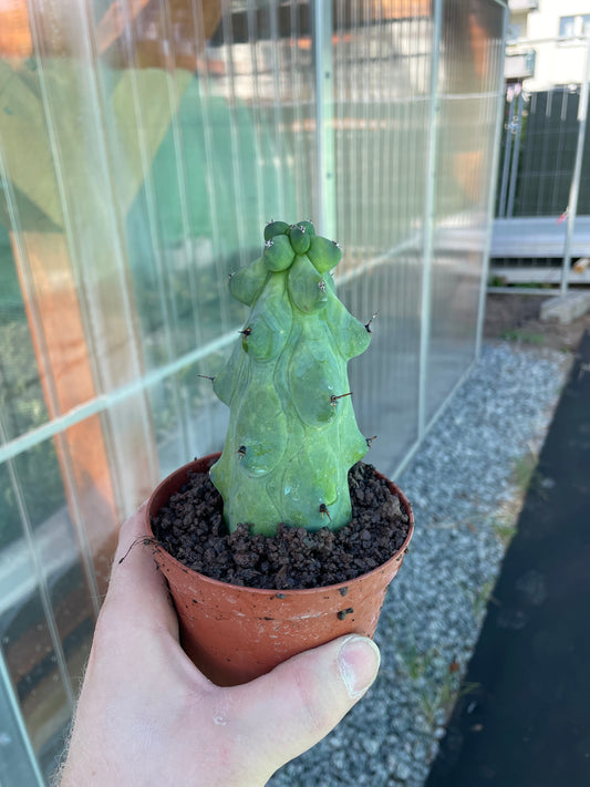 Myrtillocactus geometrizans „boobie cactus“