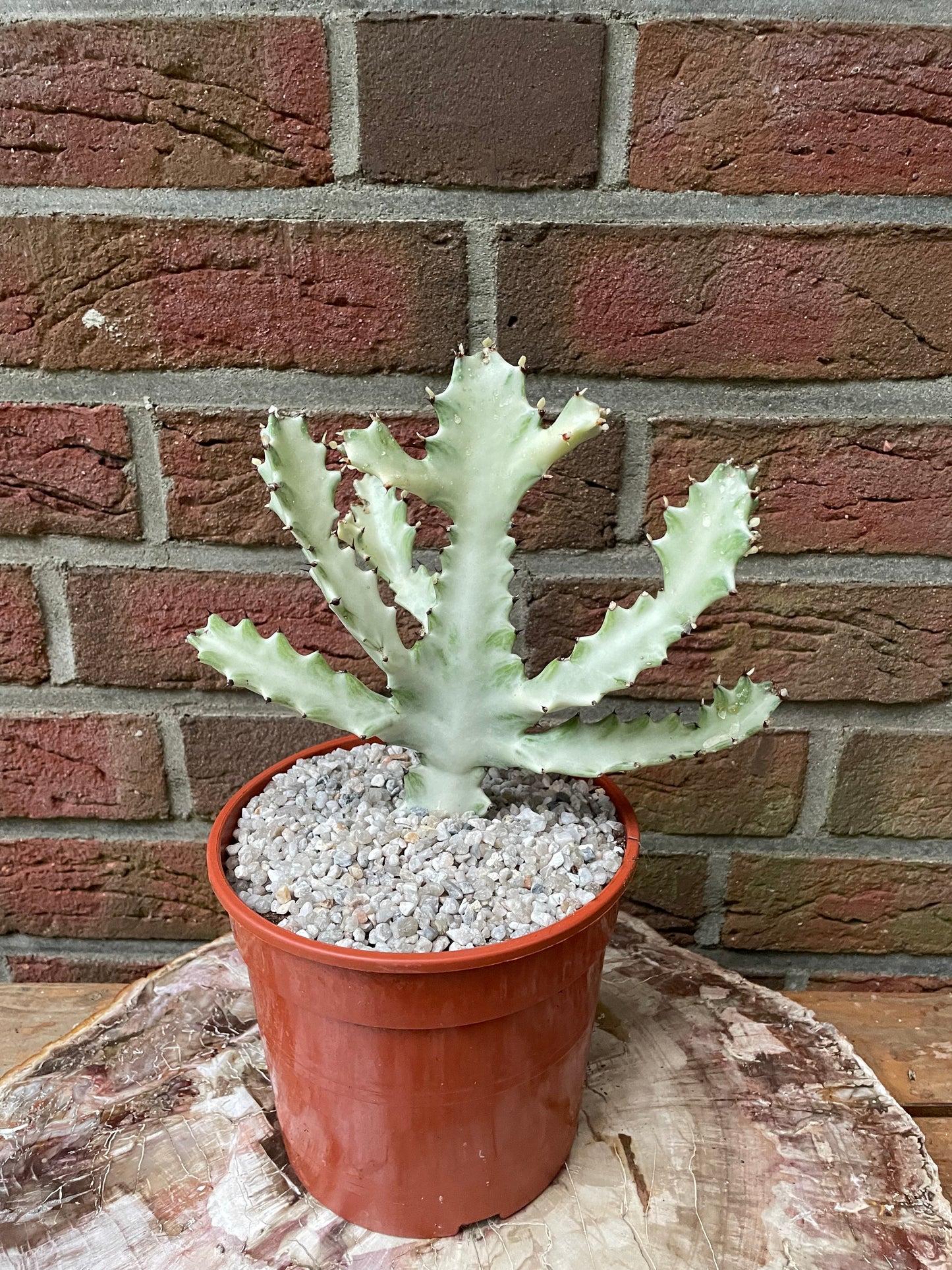 Euphorbia lactea cv. white ghost "Dragon Bone"