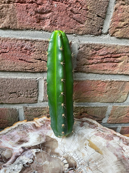 Trichocereus bridgesii klon Lumberjack