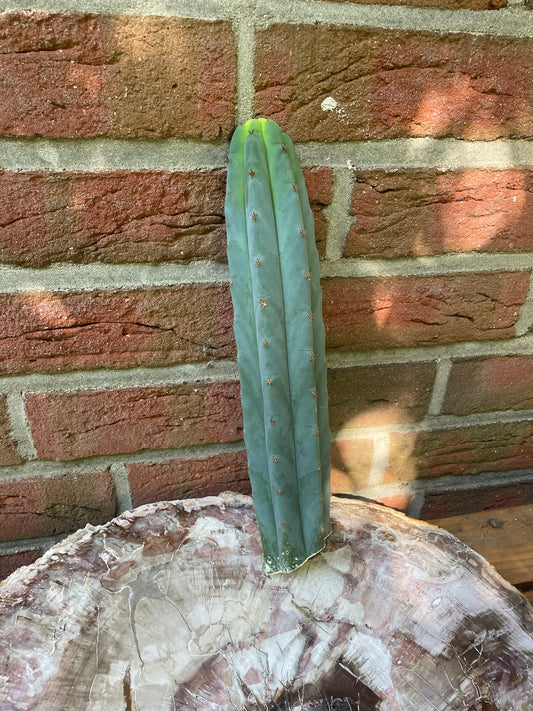 Trichocereus peruvianus HB02
