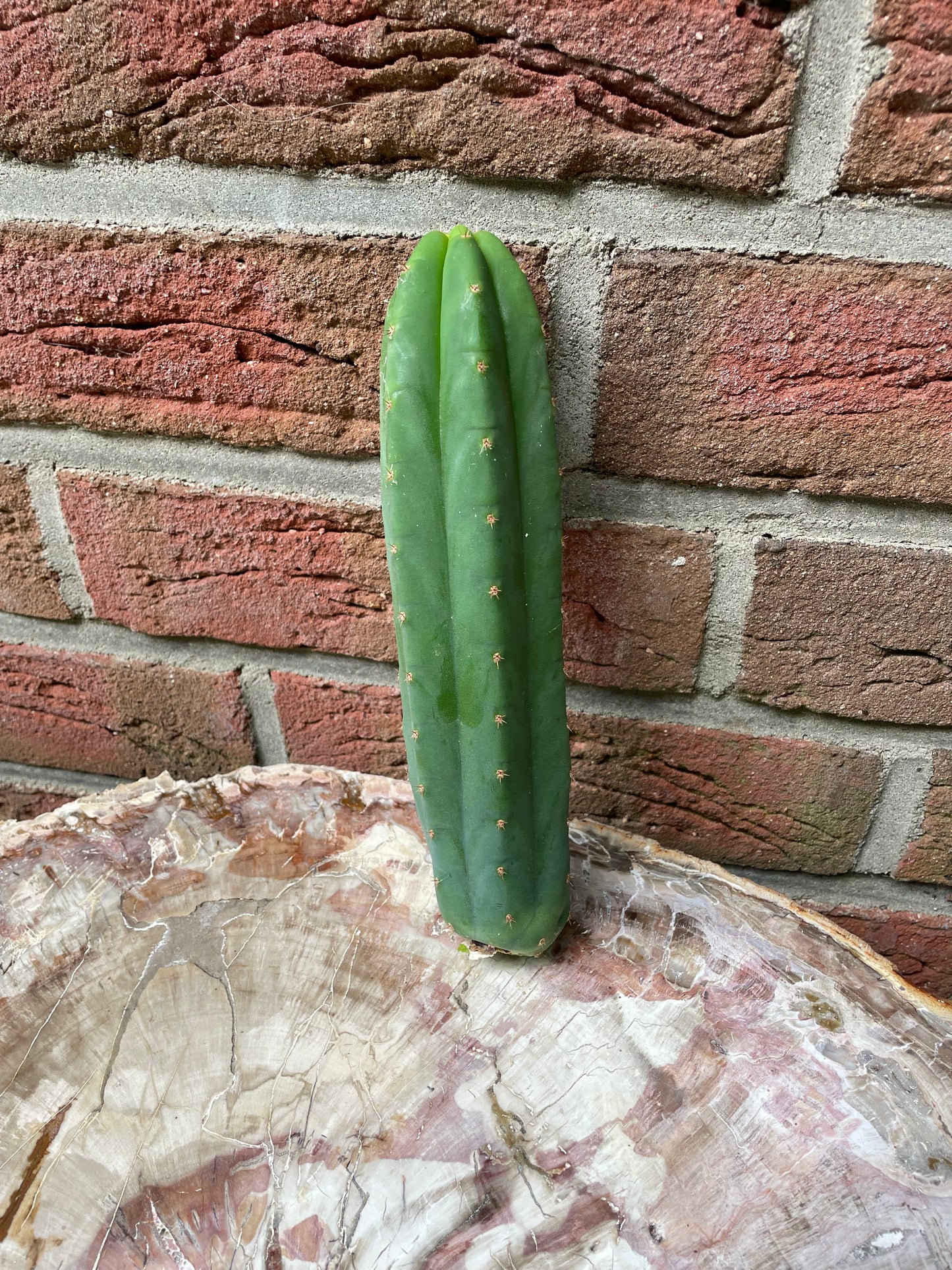 Trichocereus Pachanoi Juul's Giant