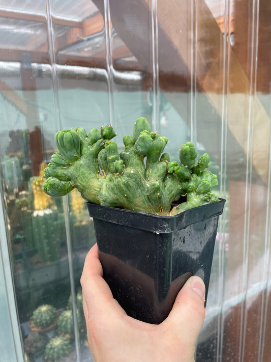 Trichocereus bridgesii monstrosus cristata "crested" groß