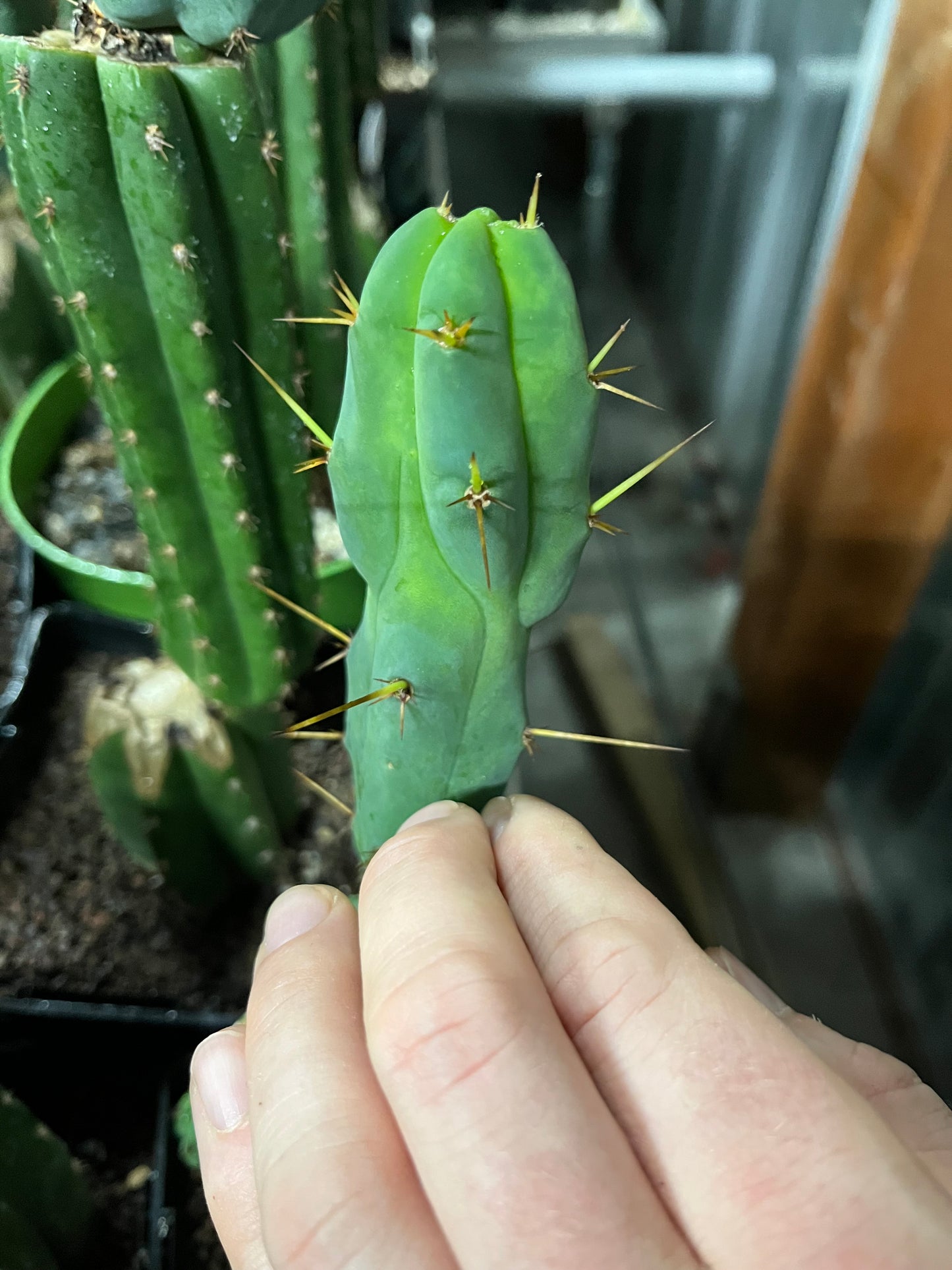 Trichocereus bridgesii Klon Sina