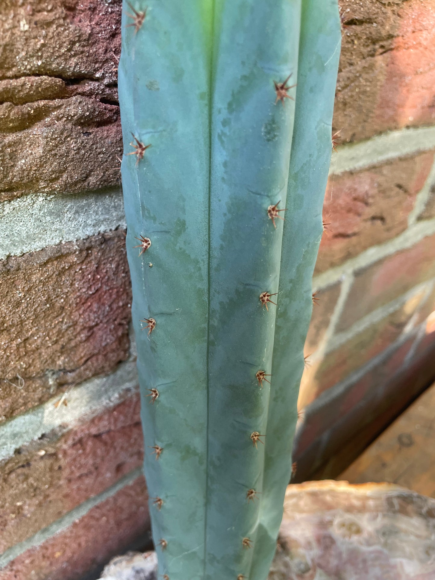 Trichocereus peruvianus HB02