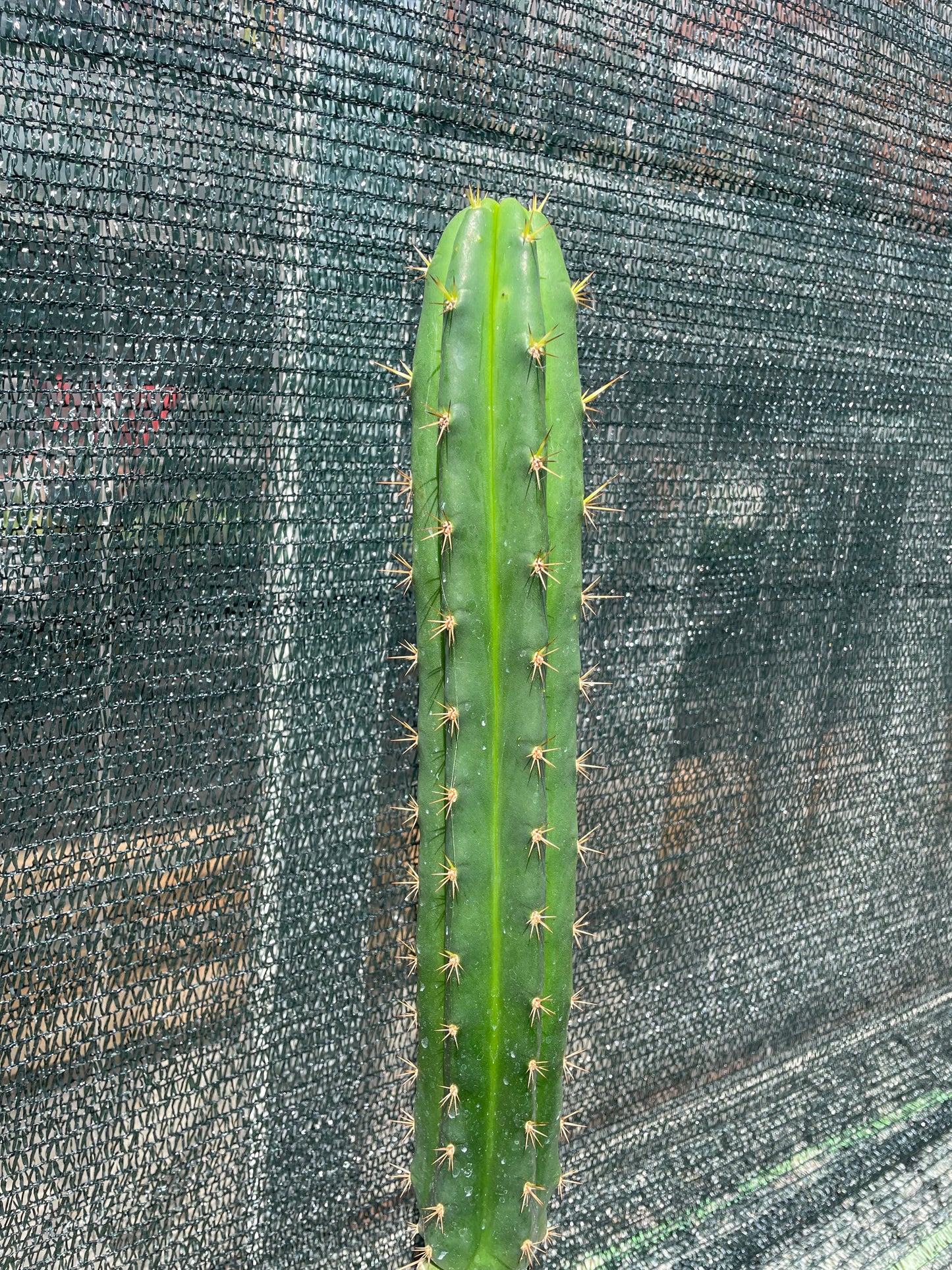 Trichocereus bridgesii klon Lumberjack