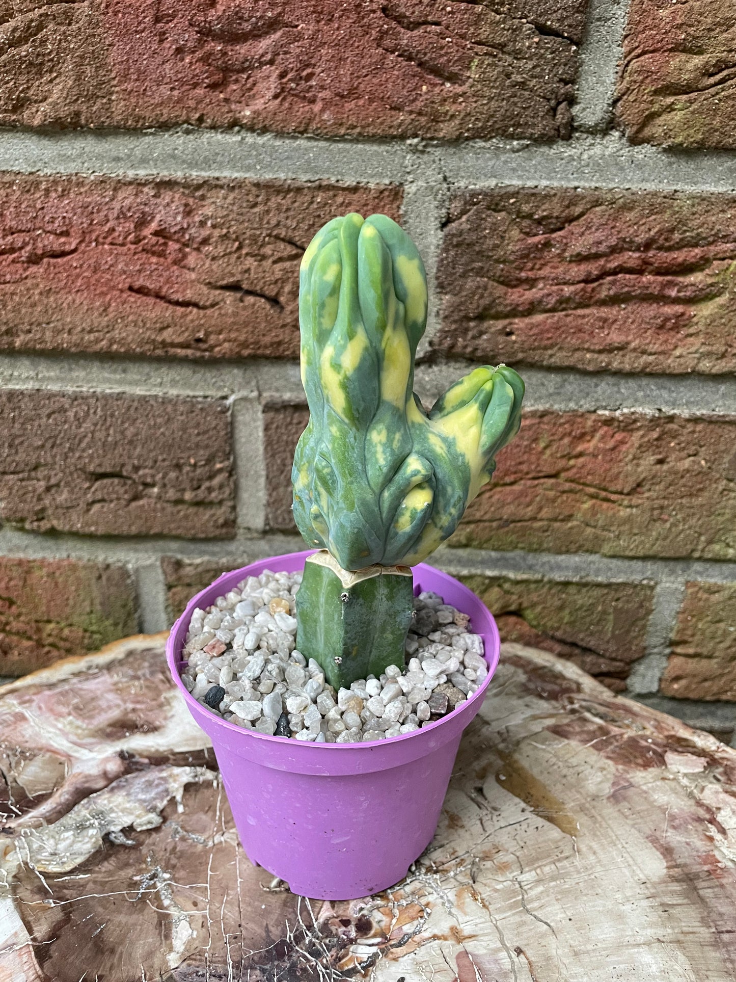 Myrtillocactus geometrizans cristata variegata
