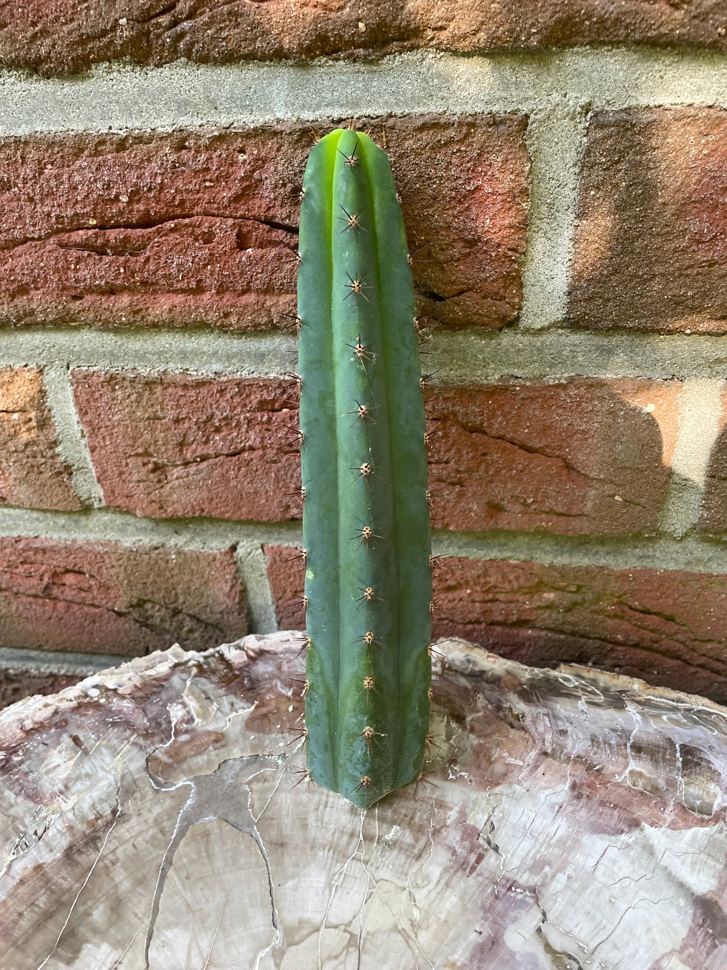Trichocereus peruvianus Roseii 2
