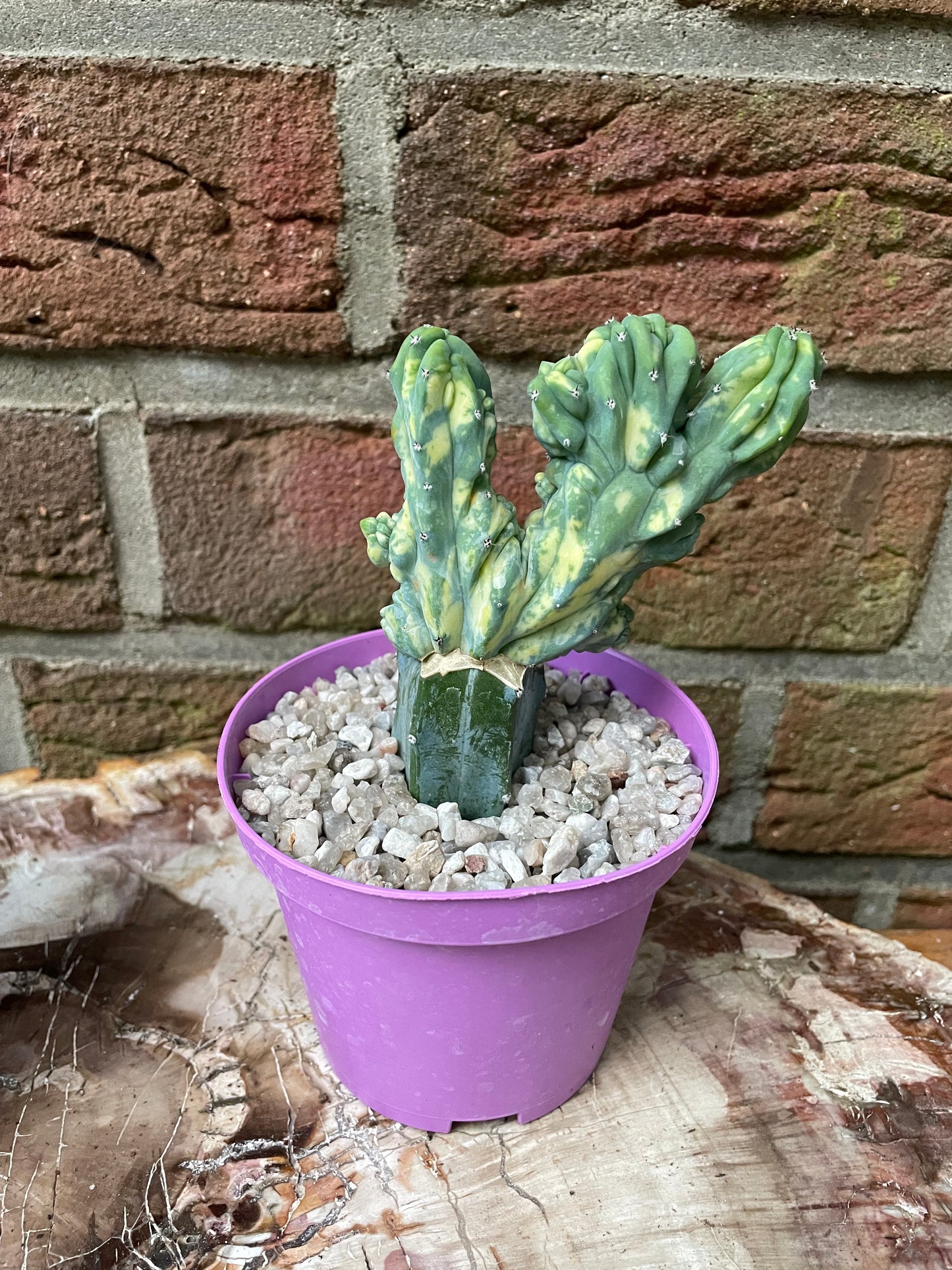 Myrtillocactus geometrizans cristata variegata