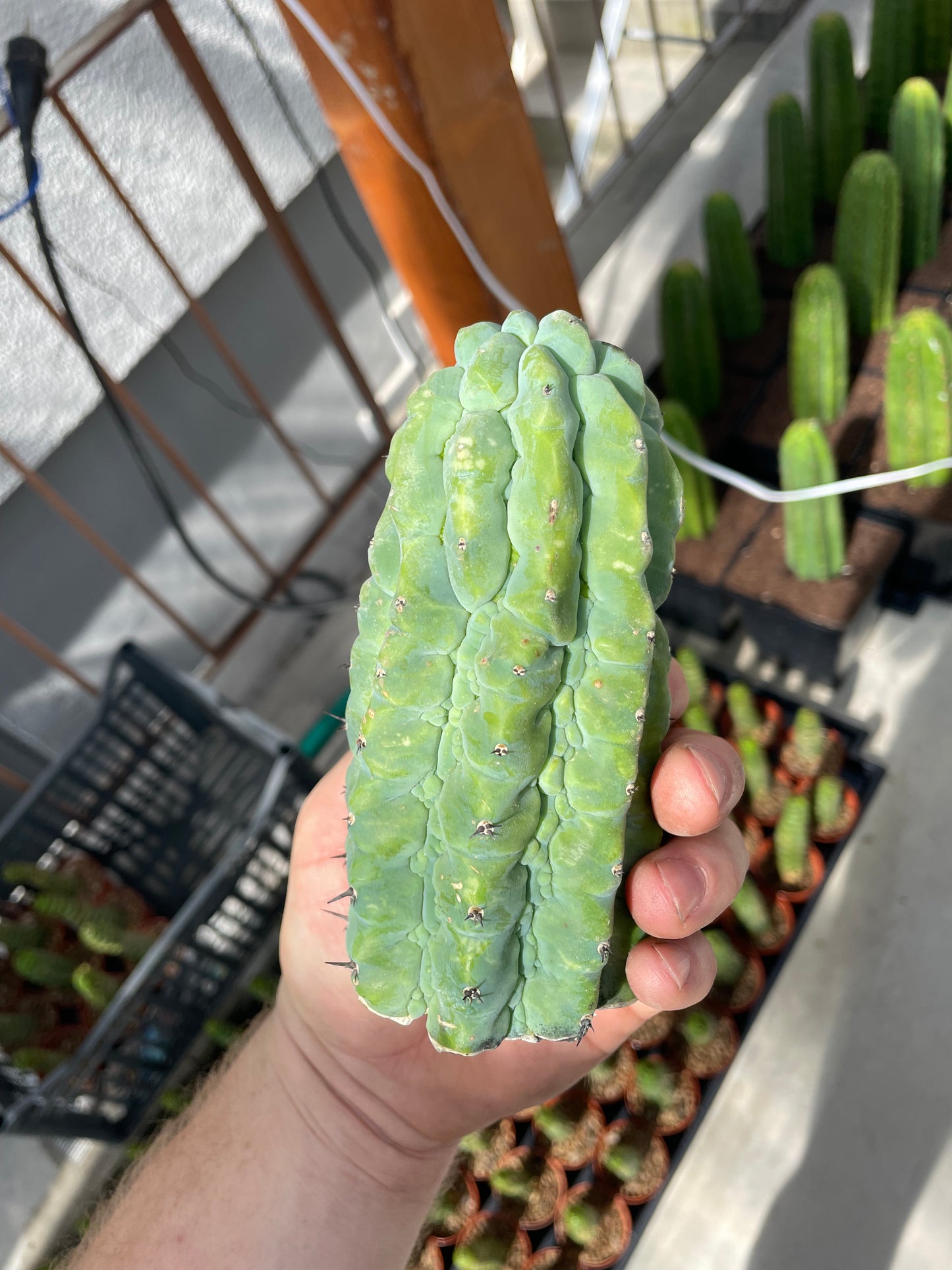 Myrtillocactus geometrizans glorp