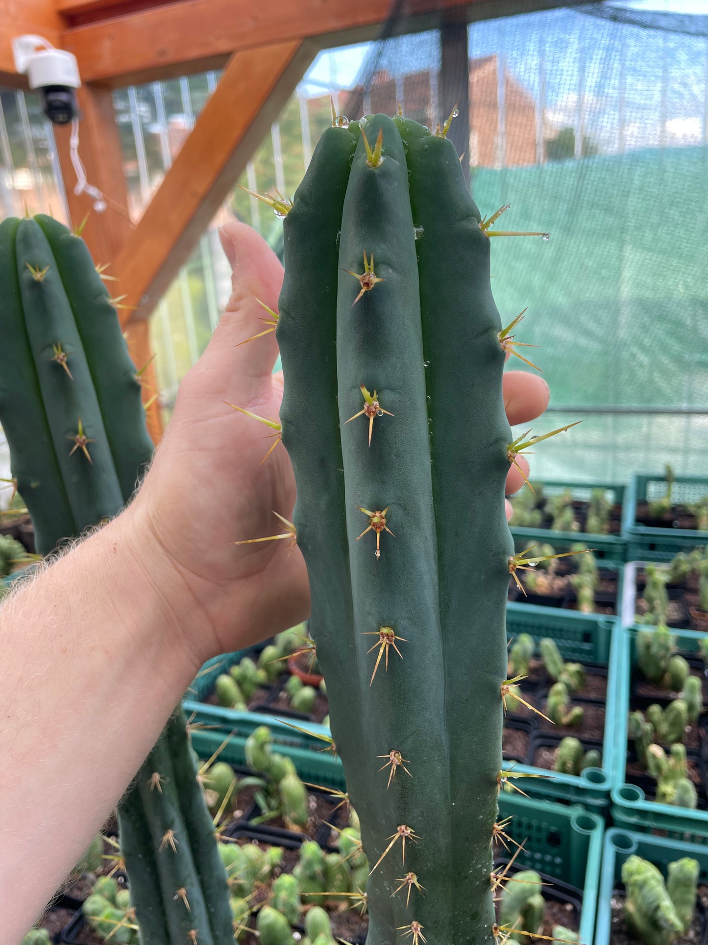 Trichocereus bridgesii klon Psycho0