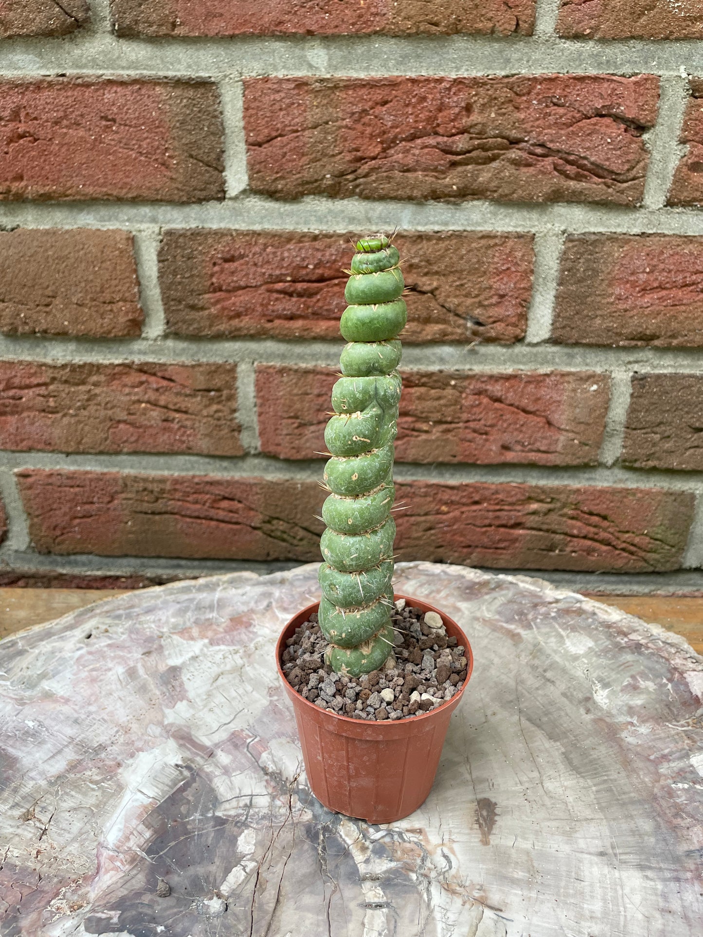 Eulychnia castanea spiralis