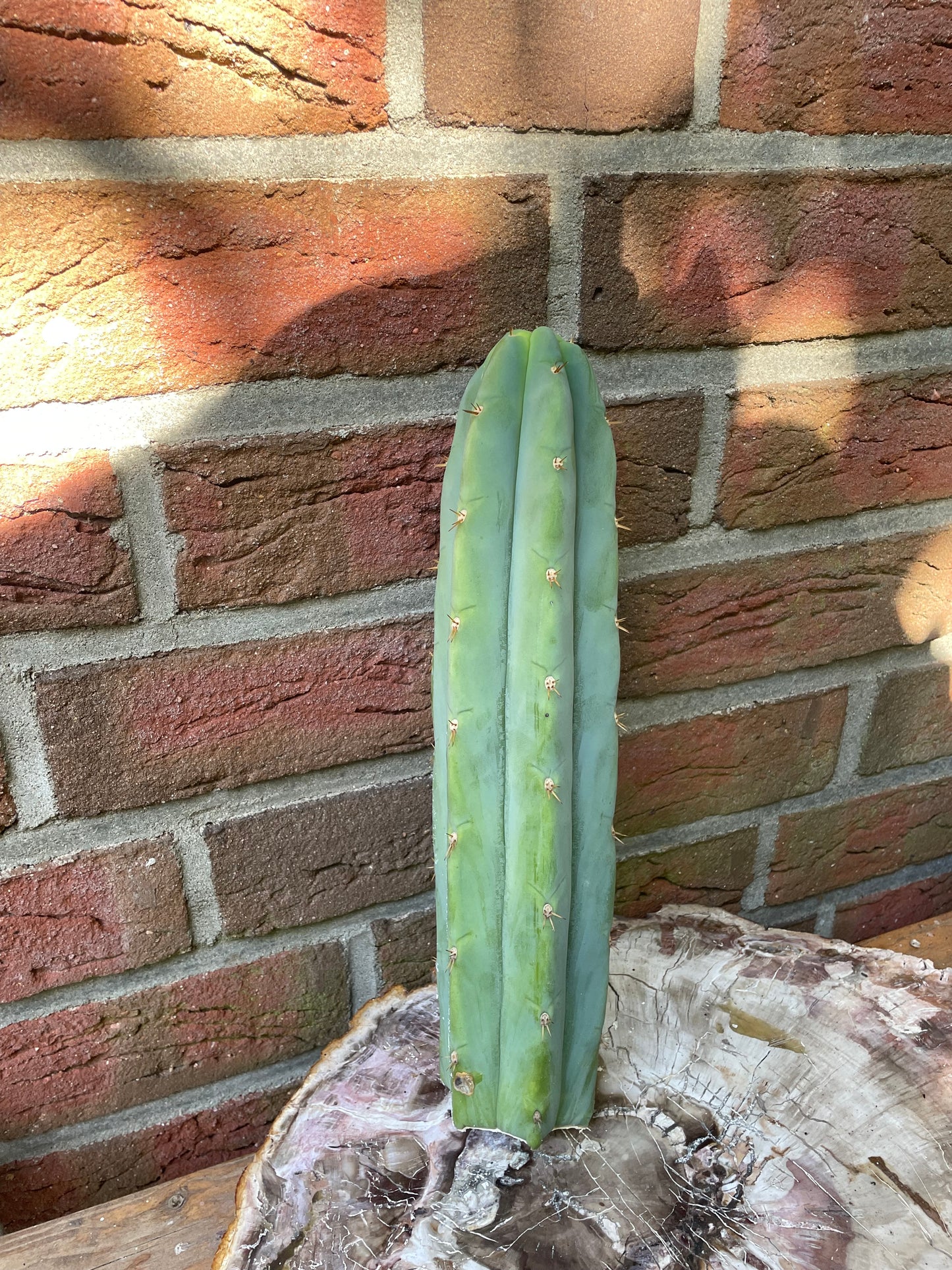 Trichocereus bridgesii ssp short spine