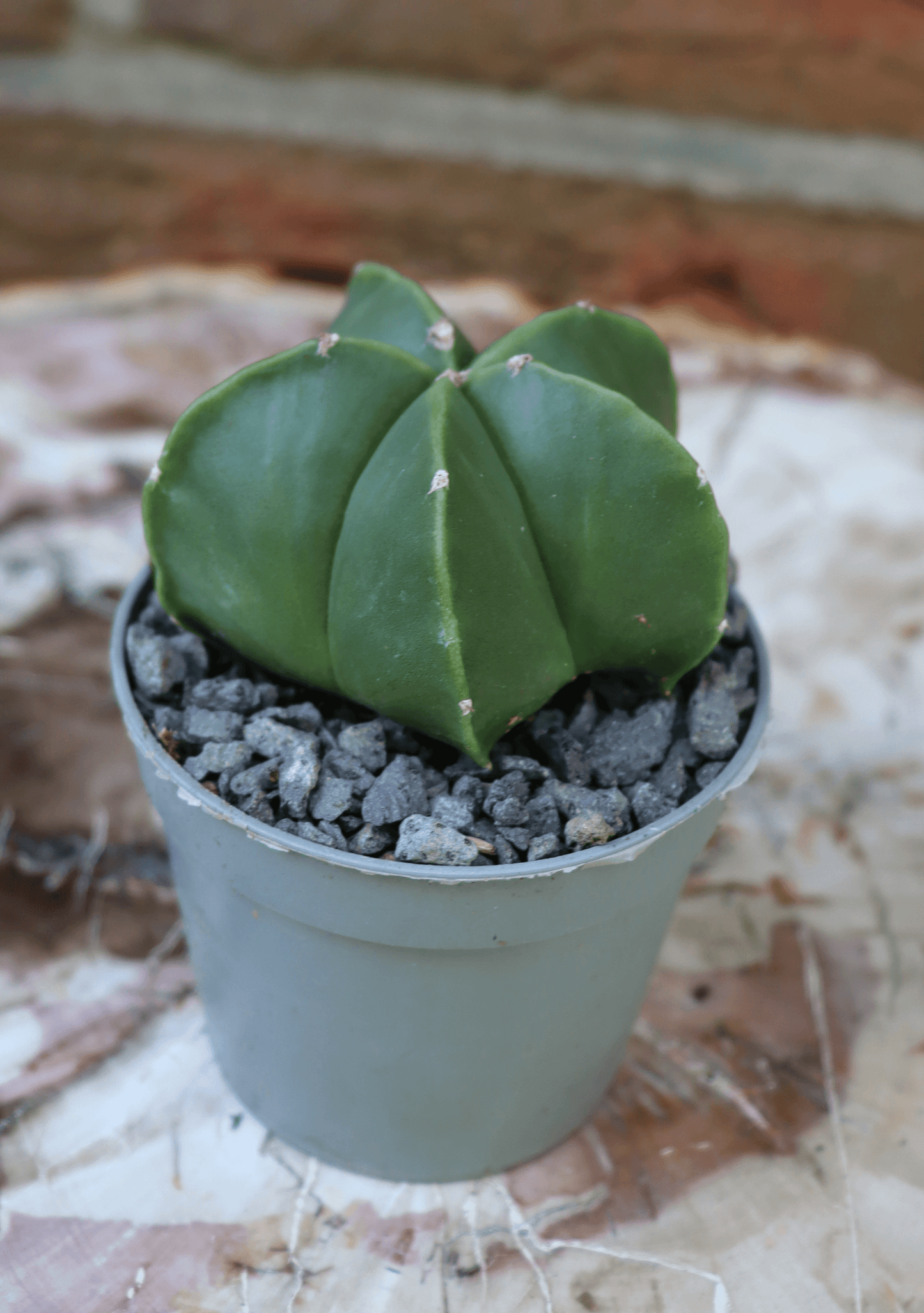 Astrophytum myriostigma nudum - Kaktusjunge