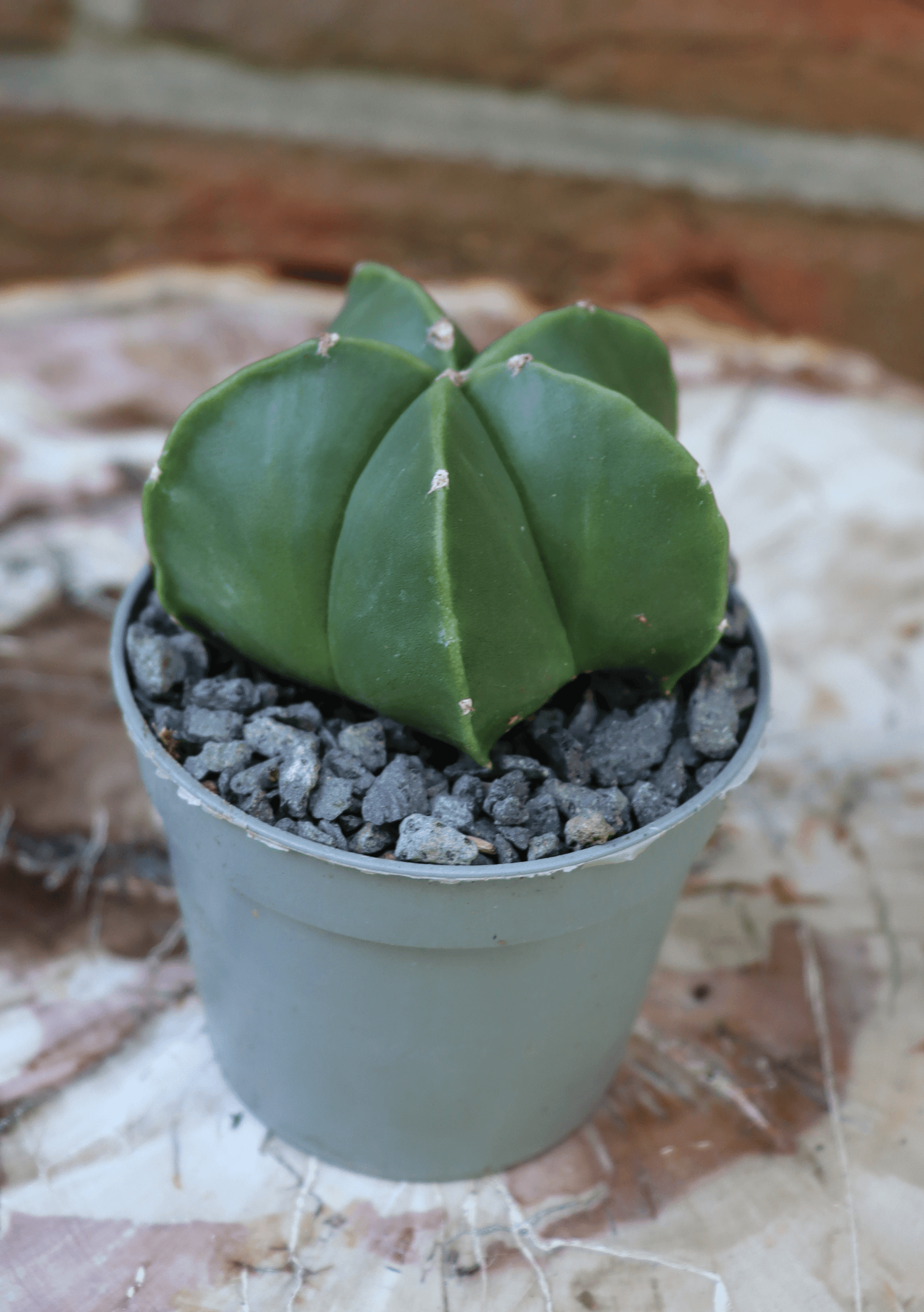 Astrophytum myriostigma nudum - Kaktusjunge