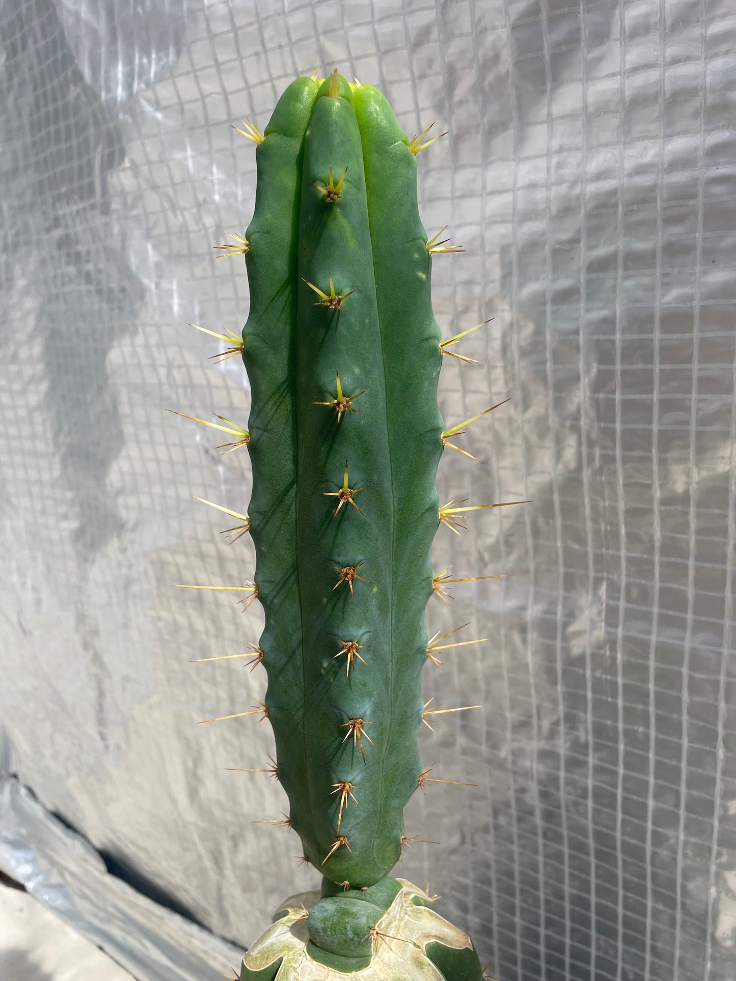 Trichocereus bridgesii Klon SS02