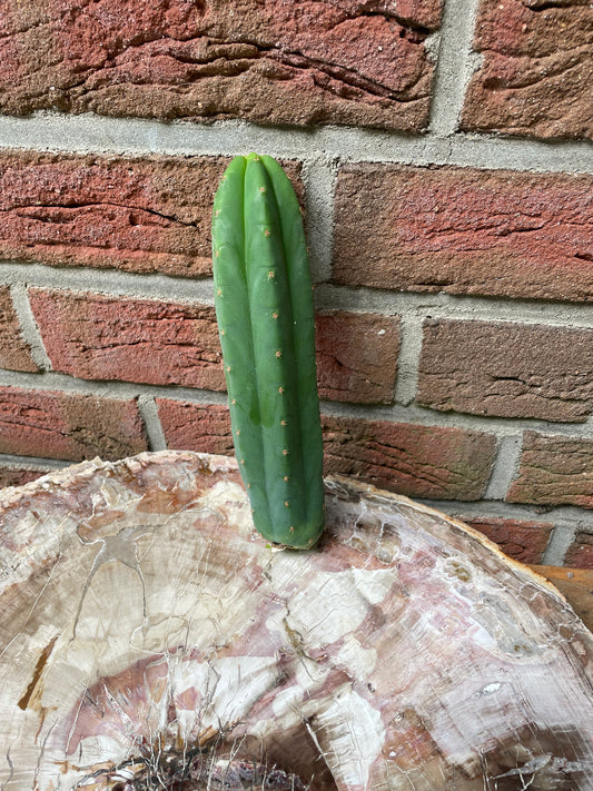 Trichocereus Pachanoi Juuls Giant