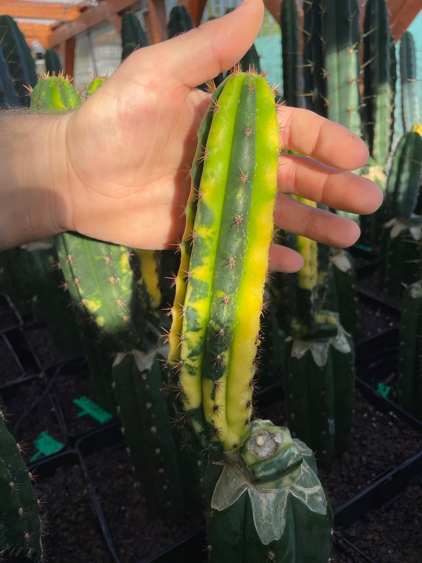 Trichocereus pachanoi Klon Ogrod T102 variegata