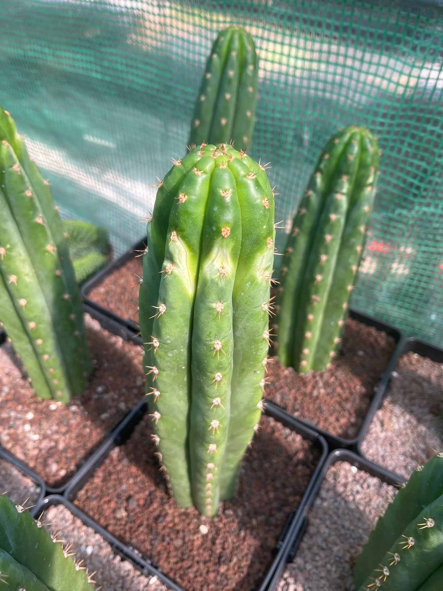 SET 10x Trichocereus pachanoi 30cm !B-Ware!