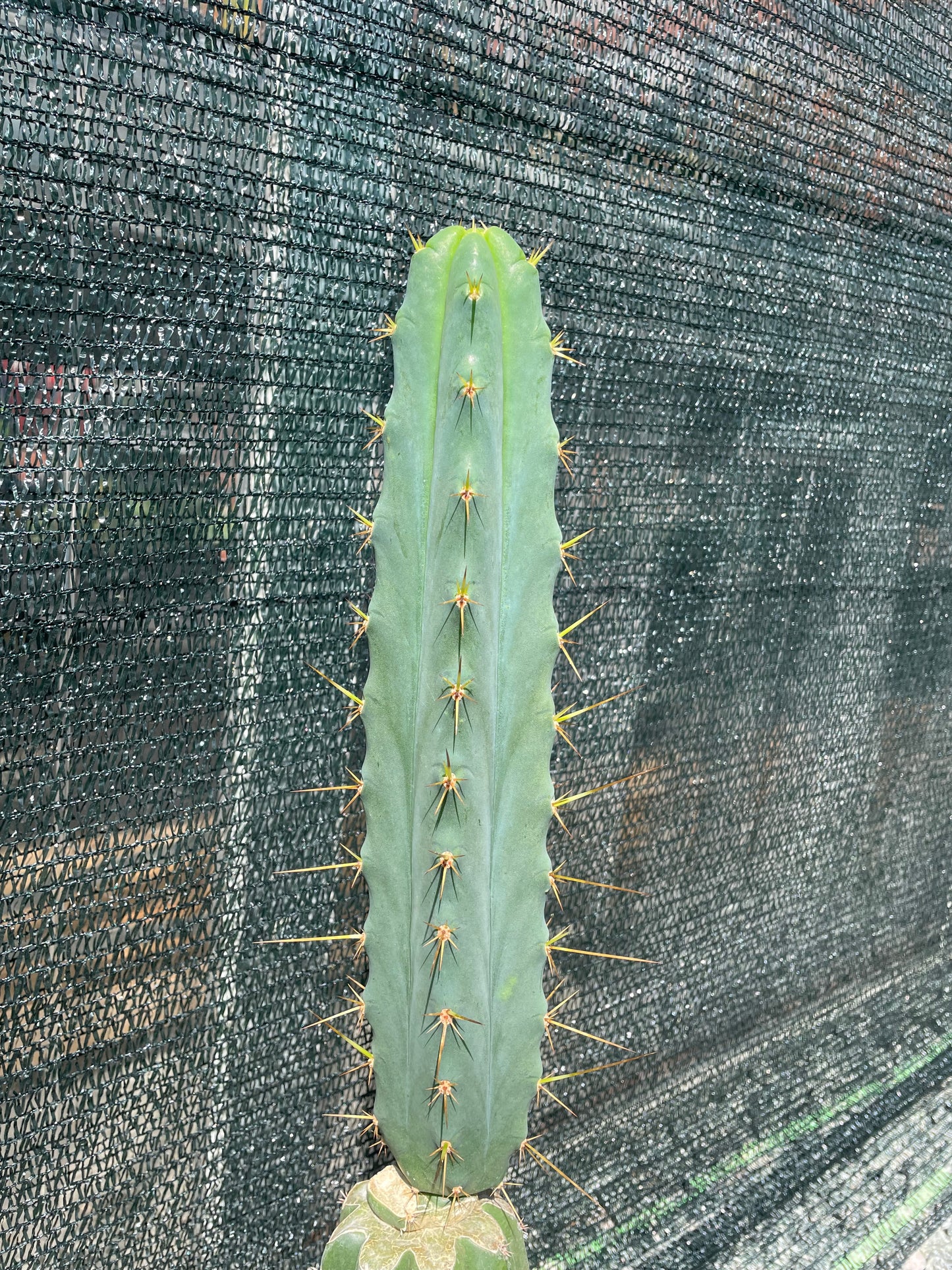 Trichocereus bridgesii klon Psycho0