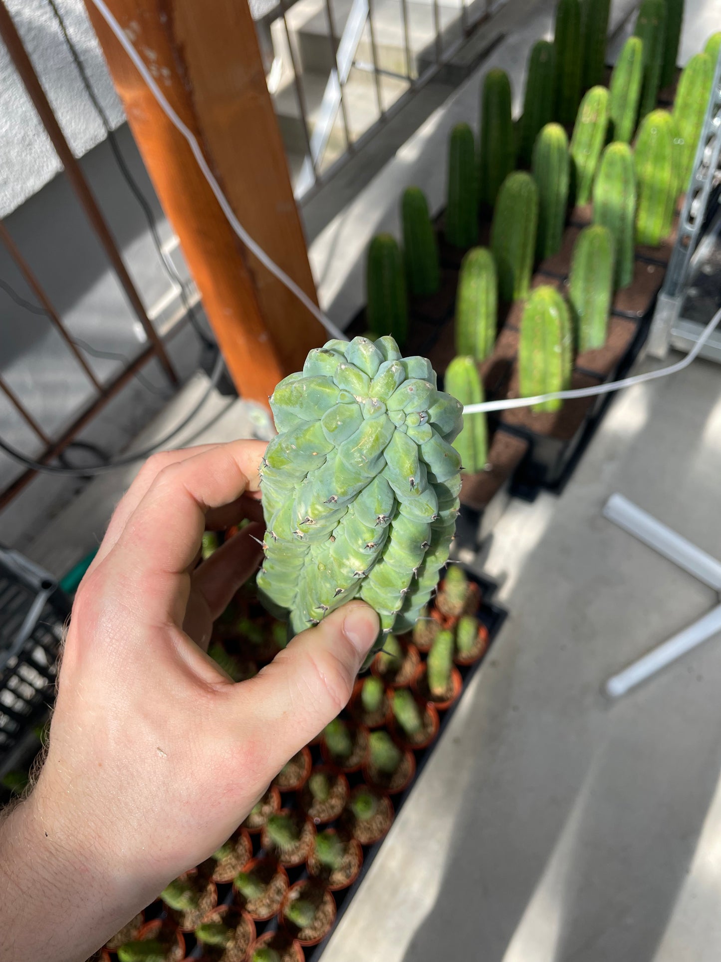 Myrtillocactus geometrizans glorp