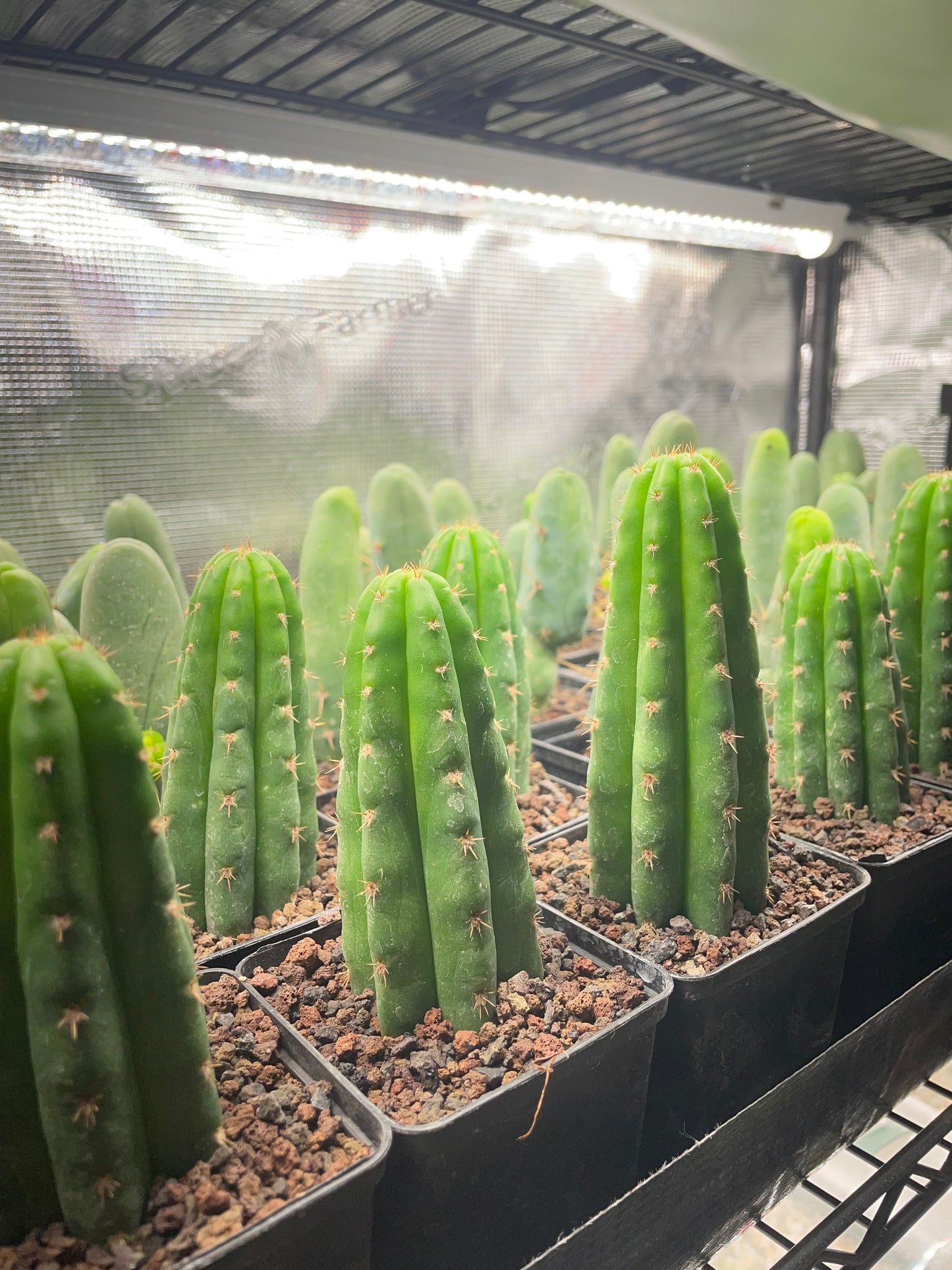 Trichocereus pachanoi 7cm Vierecktopf