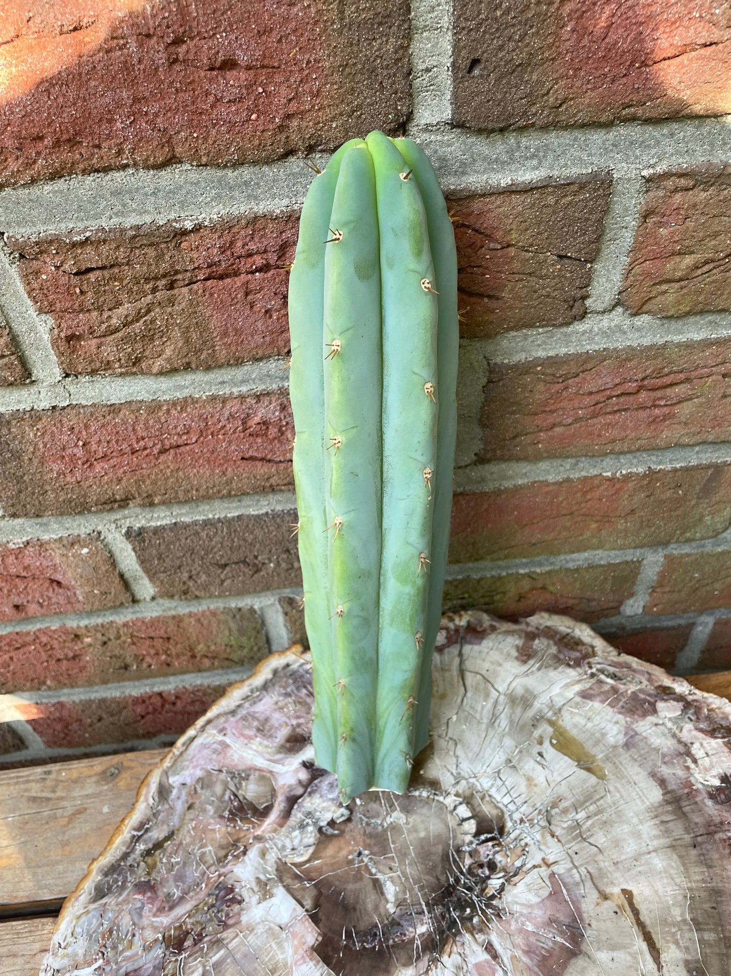 Trichocereus bridgesii ssp short spine
