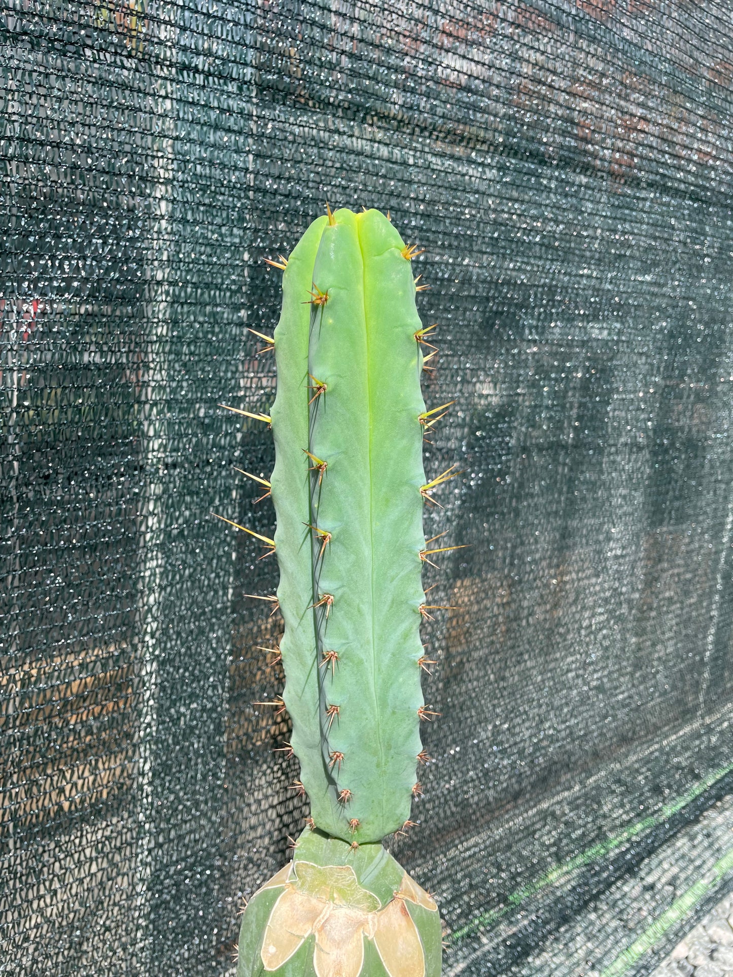 Trichocereus bridgesii Klon Eileen