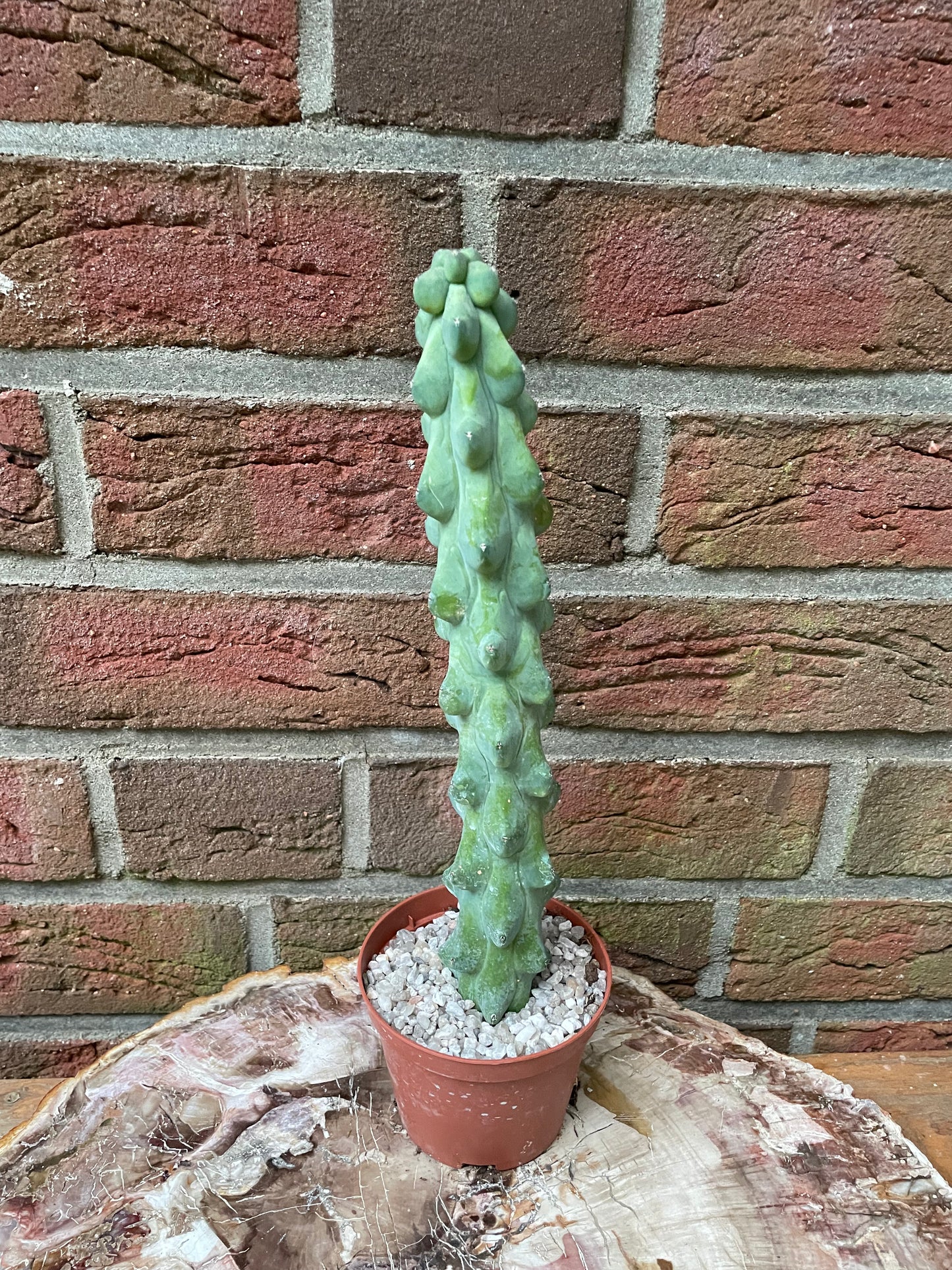 XXL Myrtillocactus geometrizans „boobie cactus“