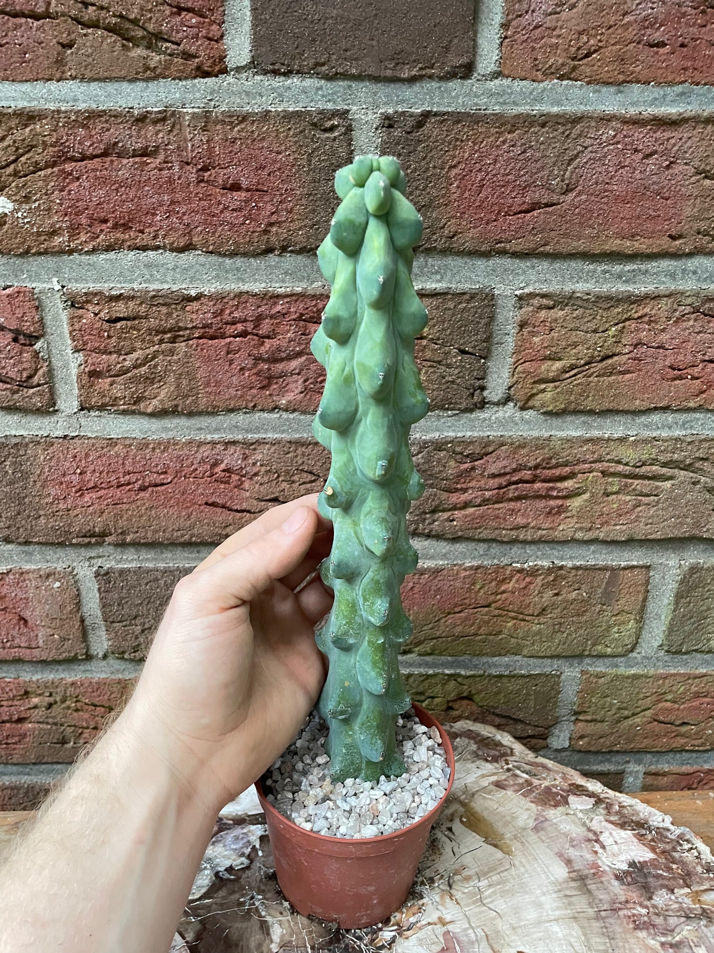 XXL Myrtillocactus geometrizans „boobie cactus“