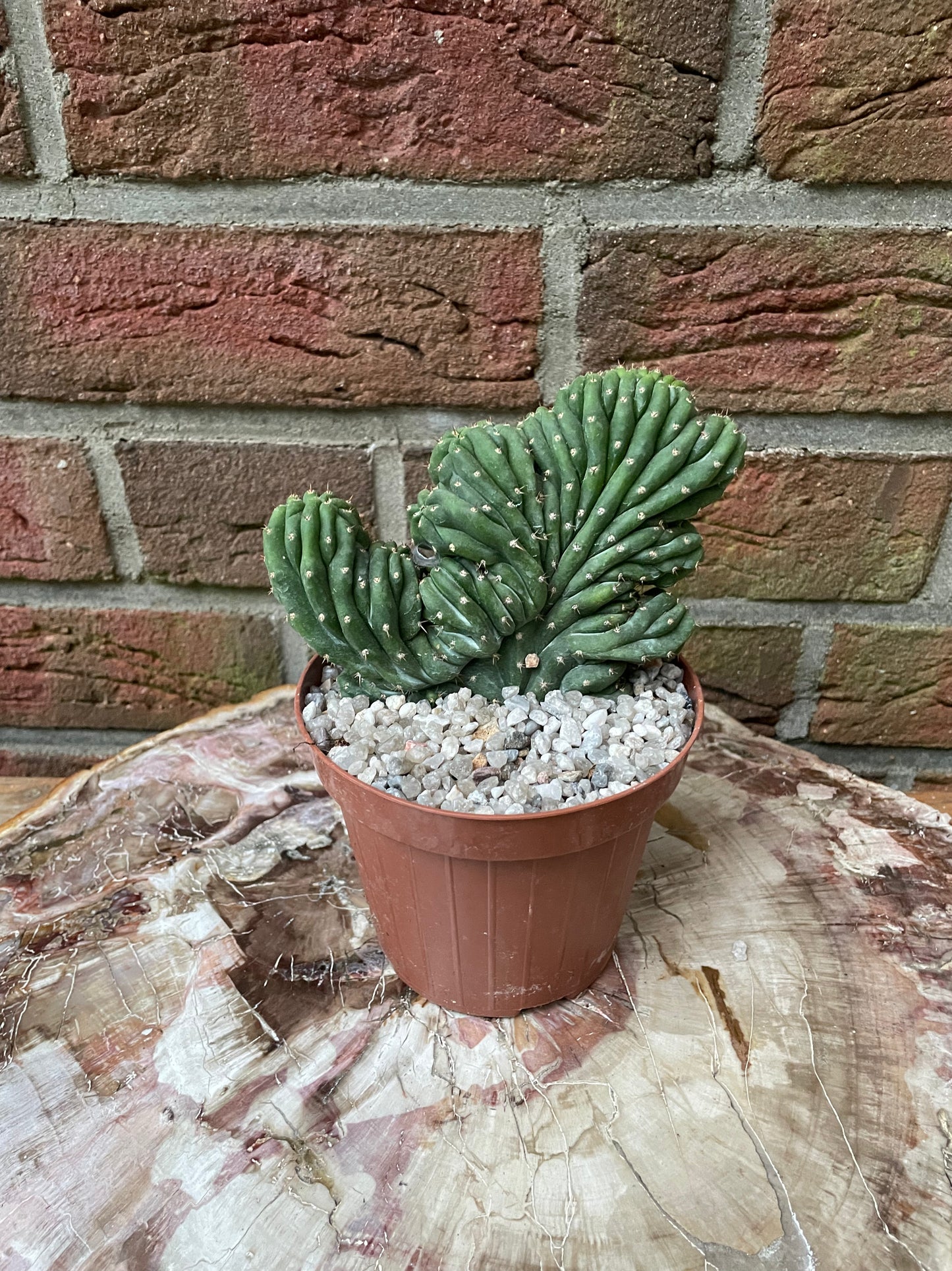 Trichocereus pachanoi cristata