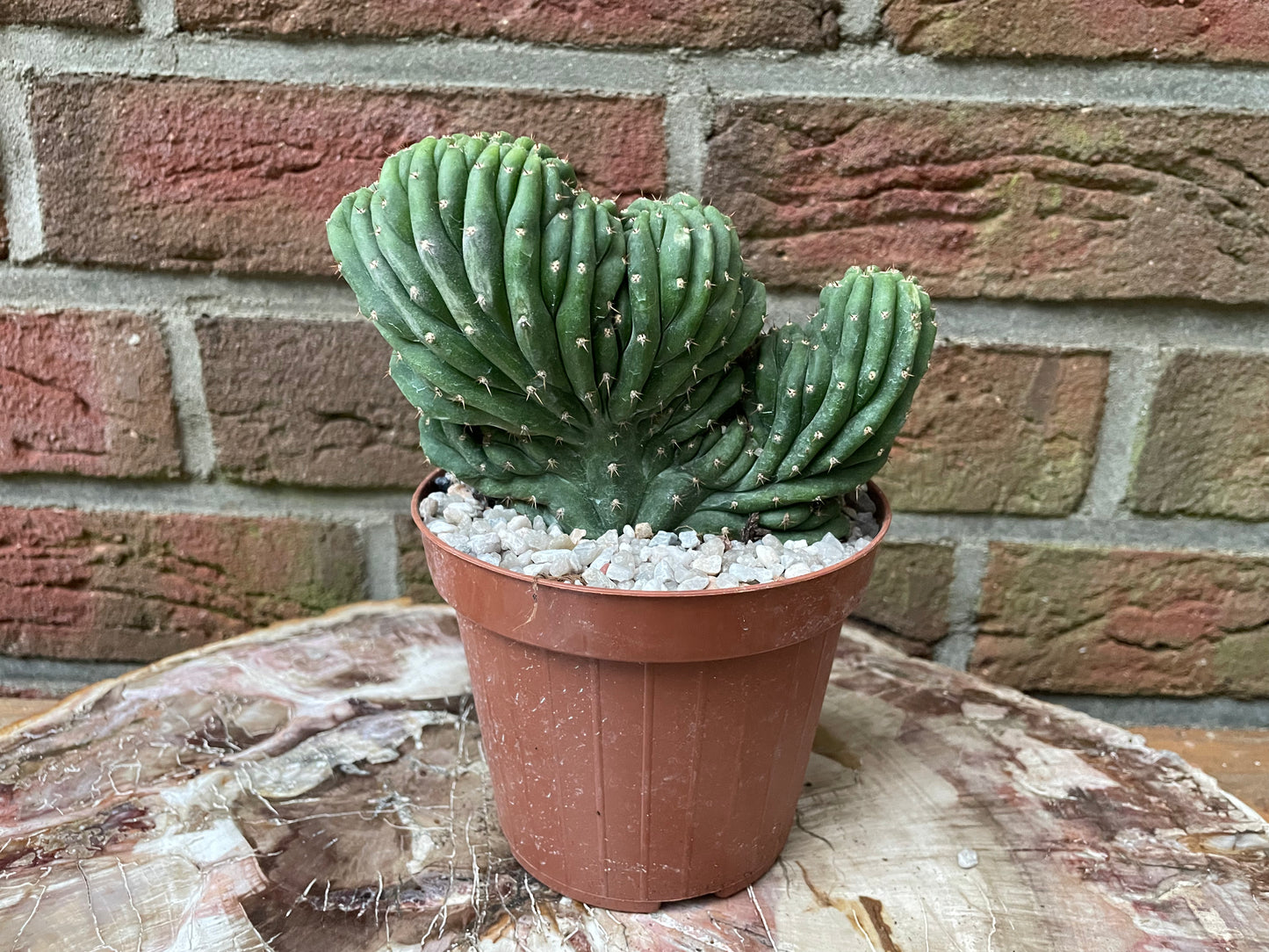 Trichocereus pachanoi cristata