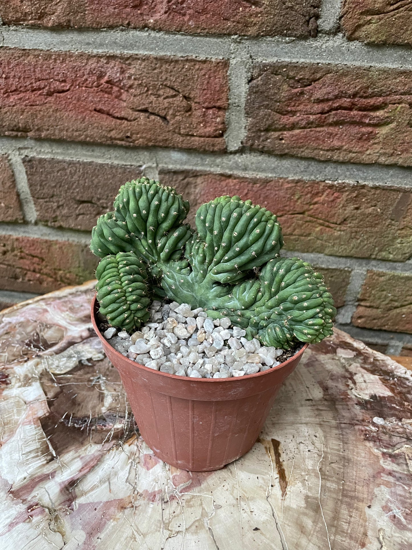Trichocereus pachanoi cristata