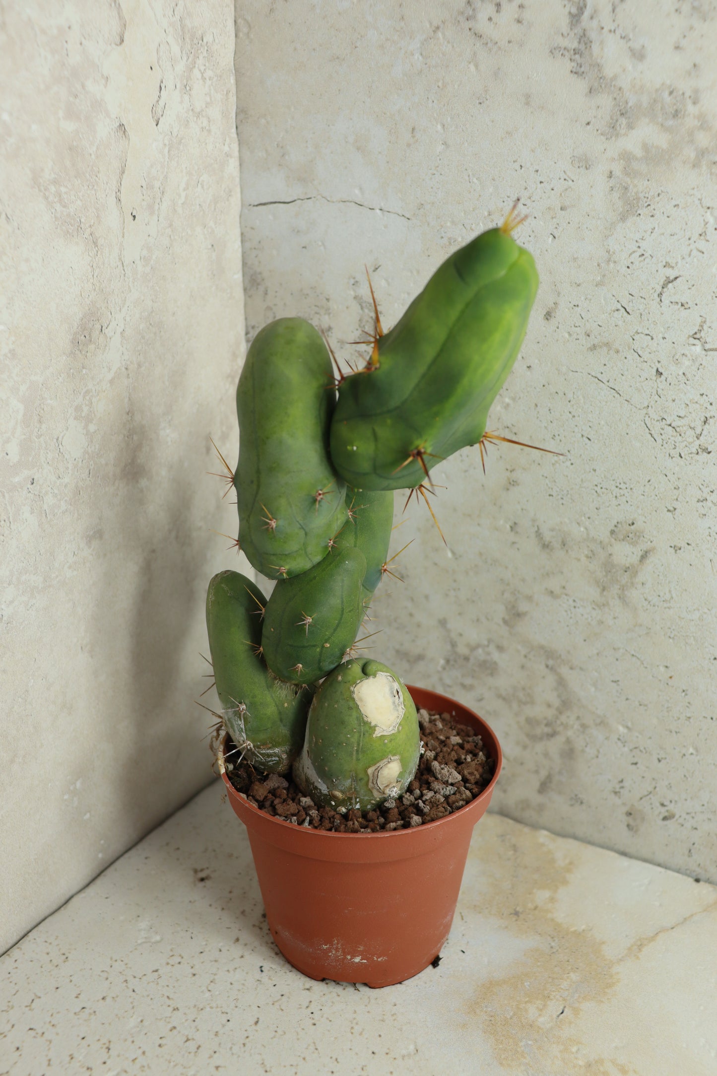 Trichocereus bridgesii monstrosus – Einzelstück #0005