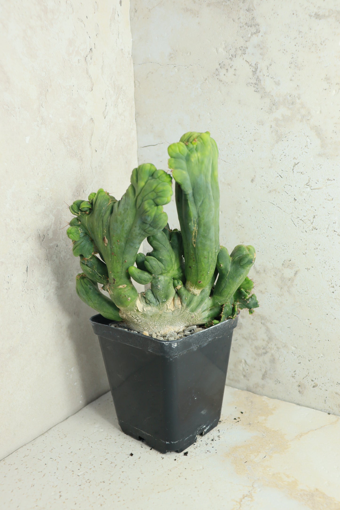Trichocereus bridgesii monstrosus cristata – Einzelstück #0008