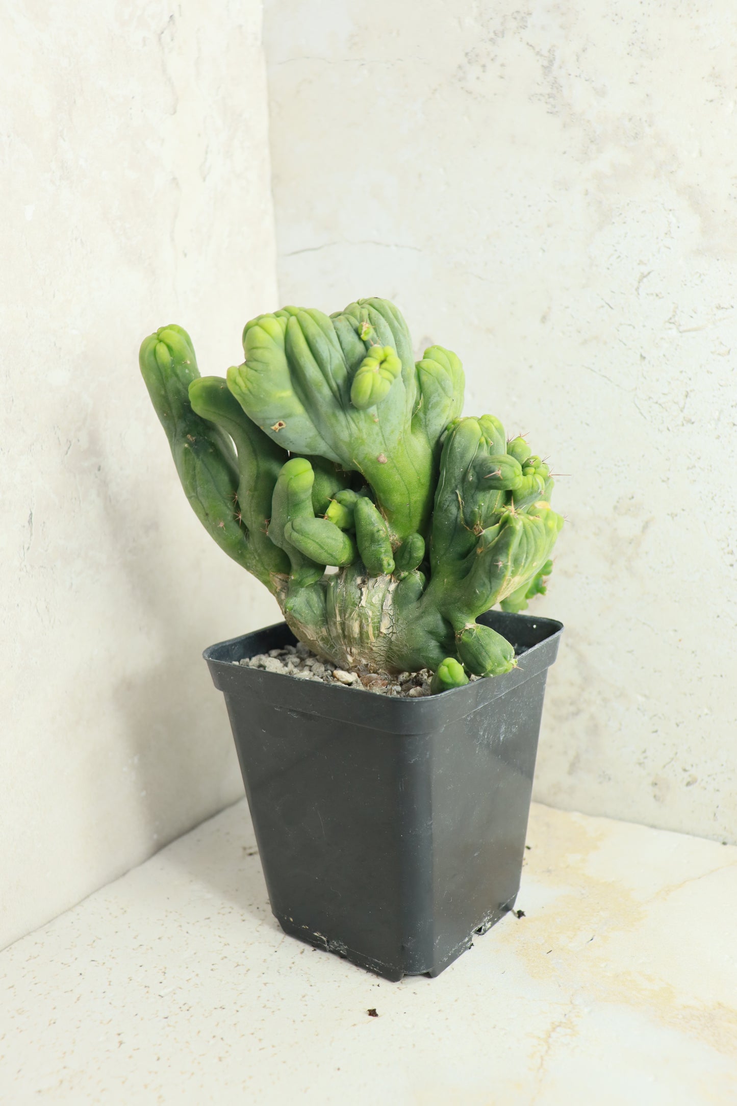 Trichocereus bridgesii monstrosus cristata – Einzelstück #0009