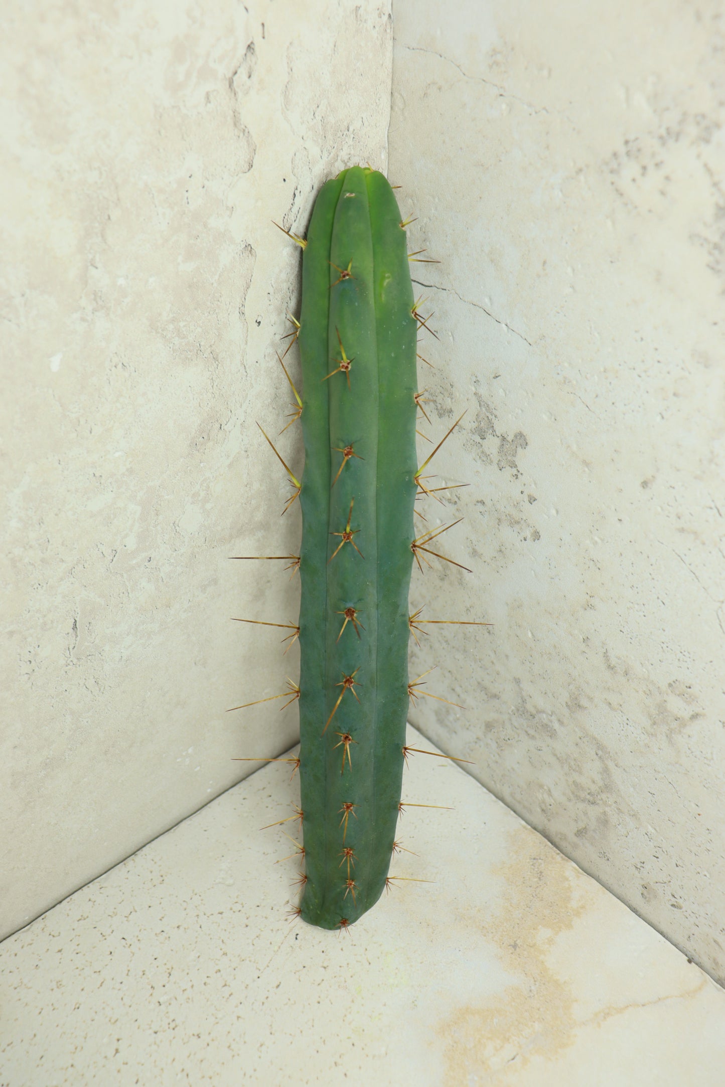 Trichocereus bridgesii Klon 'Sina' – Einzelstück #0015