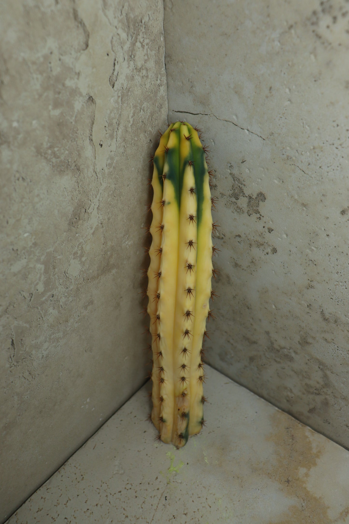 Trichocereus bridgesii Klon 'Yvonne' – Einzelstück #0018