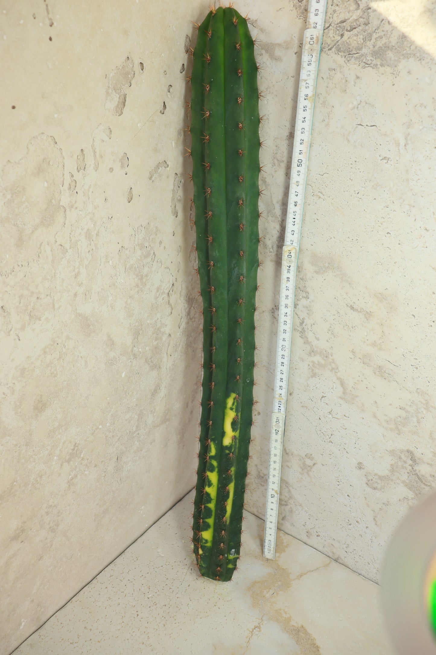 Trichocereus pachanoi Klon 'Ogrod T102' – Einzelstück #0013