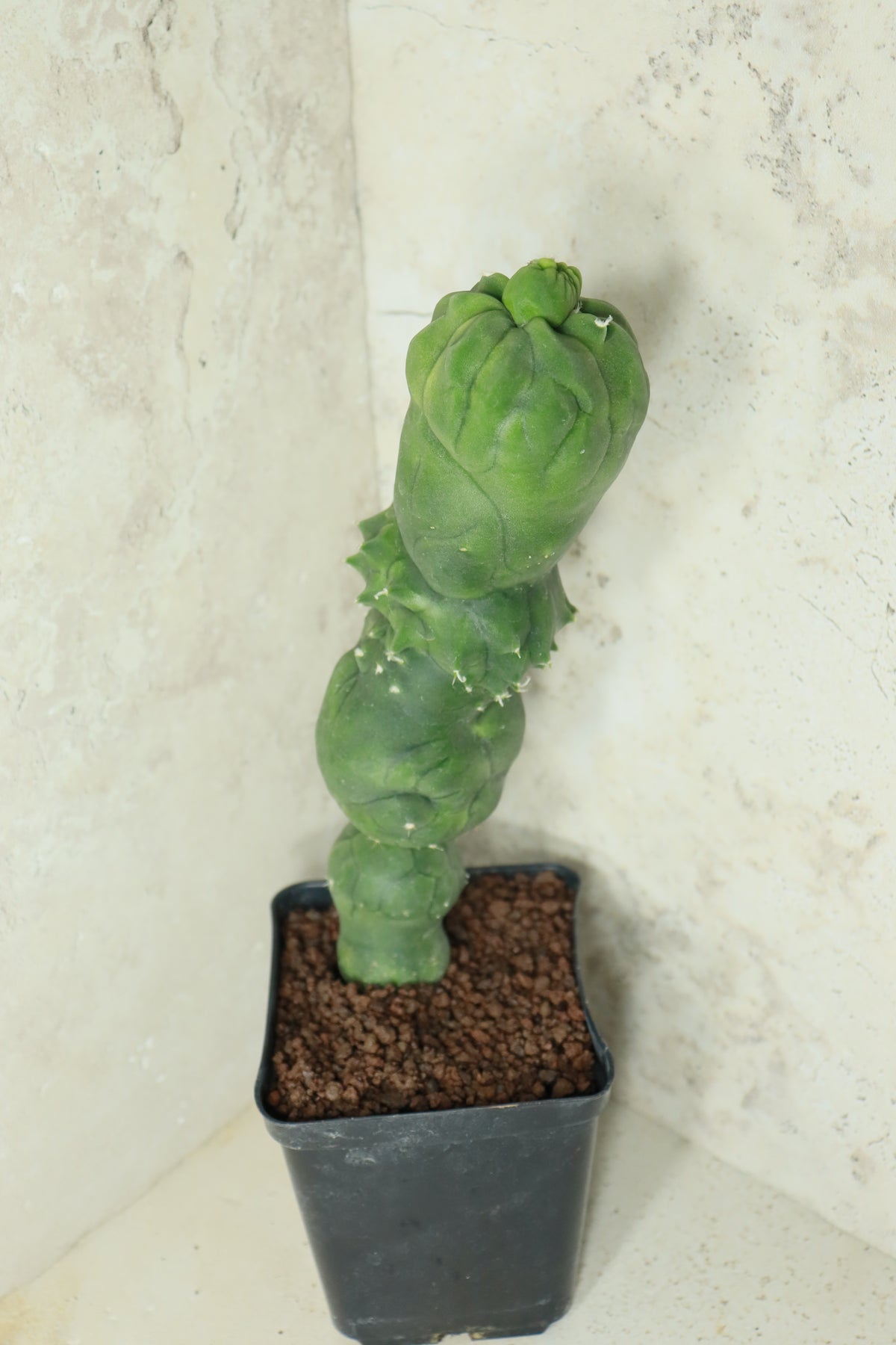 Echinopsis "Butthole" – Einzelstück #0020
