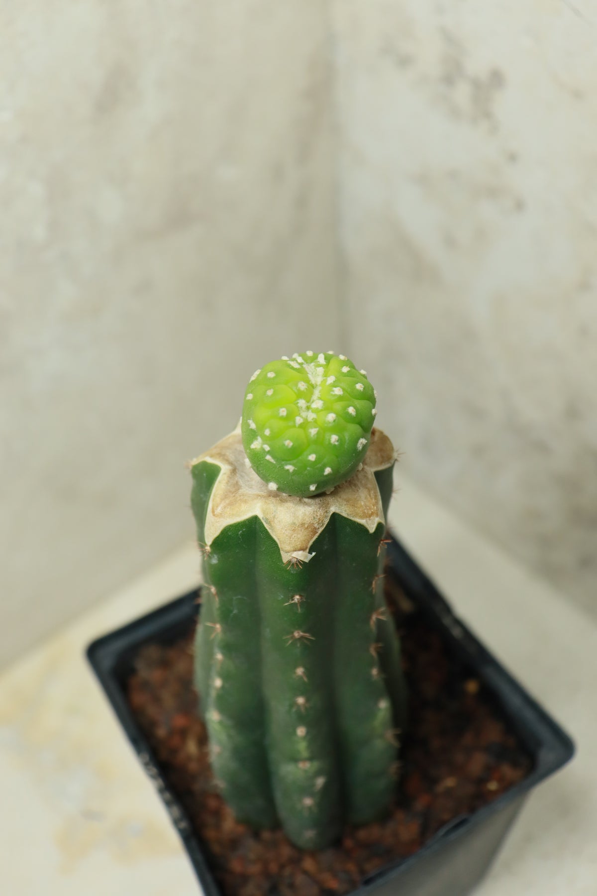 L. fricii monstrosus auf Trichocereus pachanoi– Einzelstück #0029