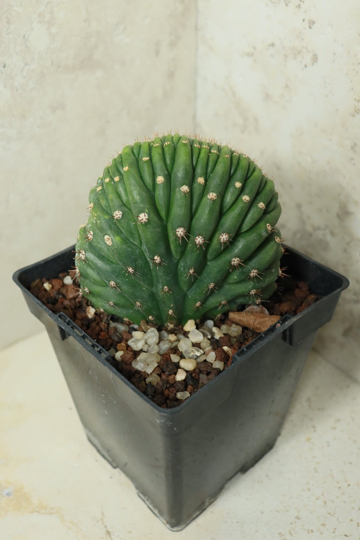 Trichocereus pachanoi cristata variegata – Einzelstück #0022