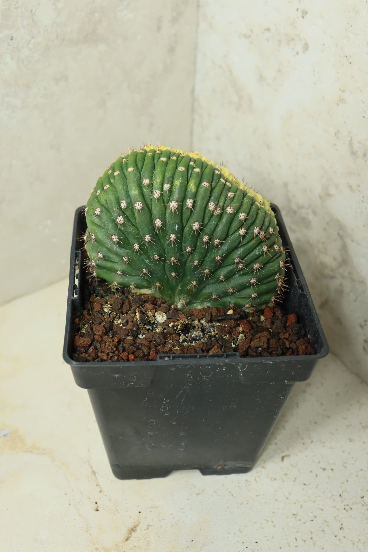 Trichocereus pachanoi cristata variegata – Einzelstück #0023