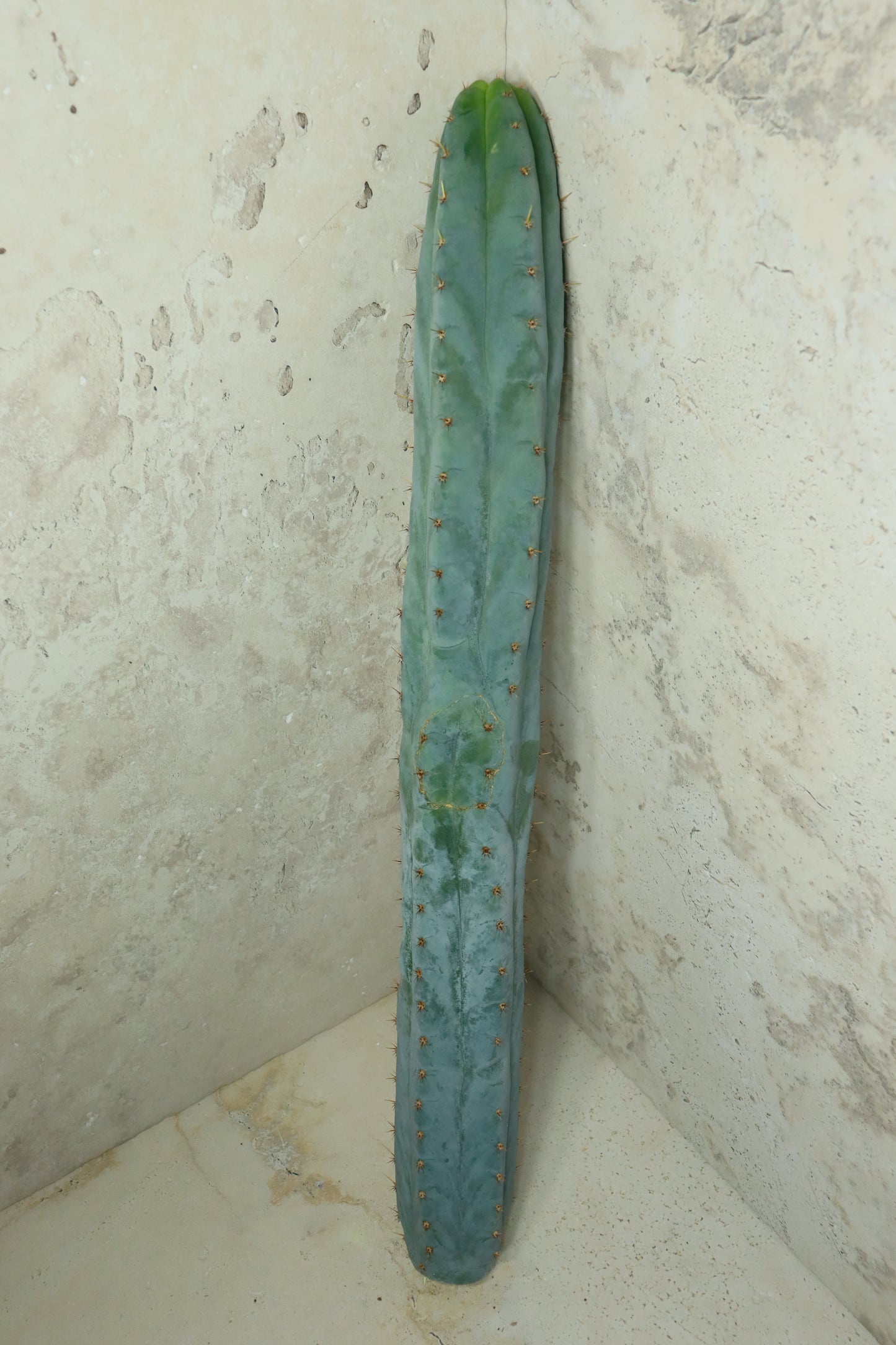 Trichocereus peruvianus Sausage 60cm + – Einzelstück #0038