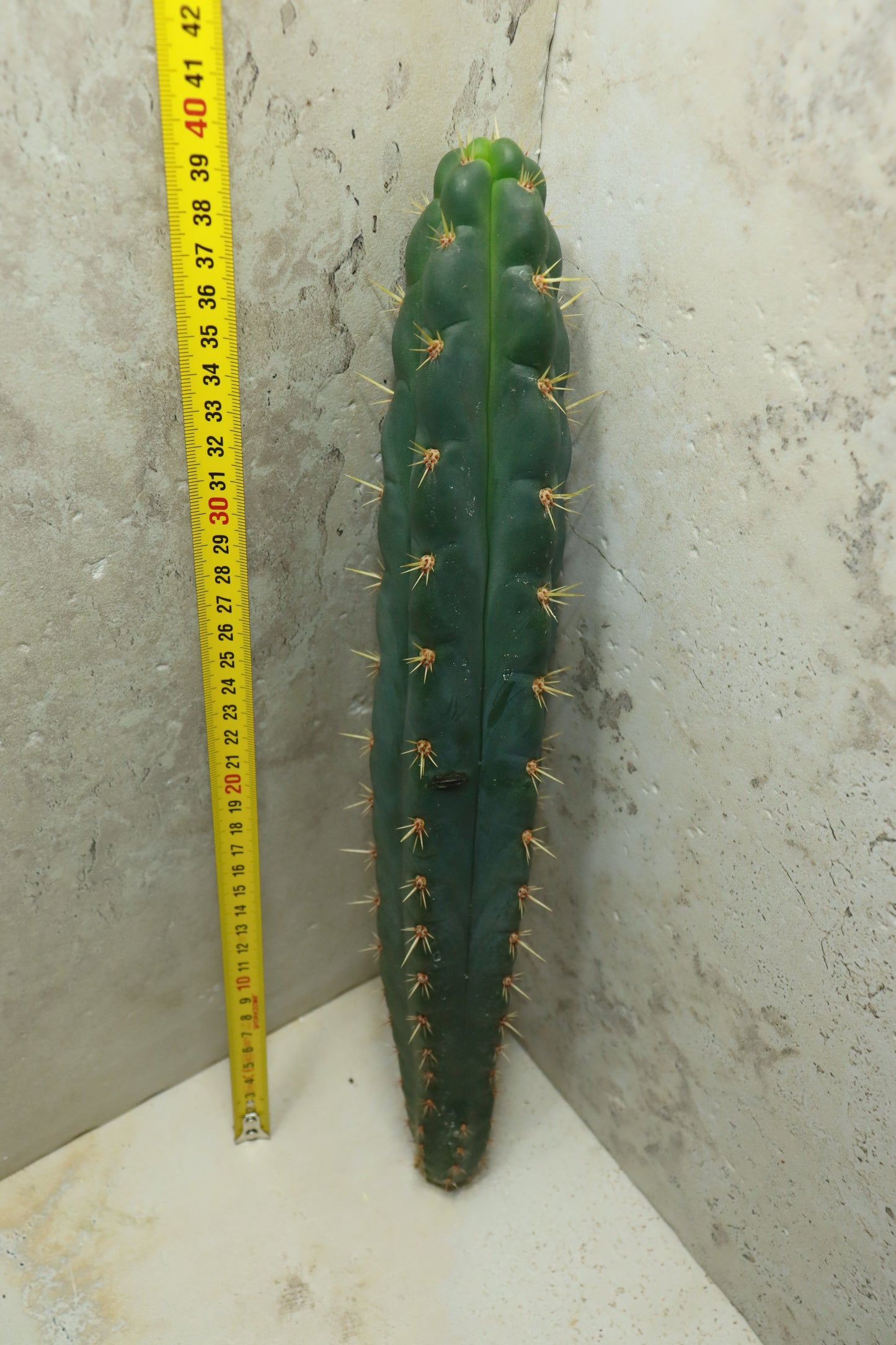 Trichocereus knuthianus "fields garden" – Einzelstück #0035