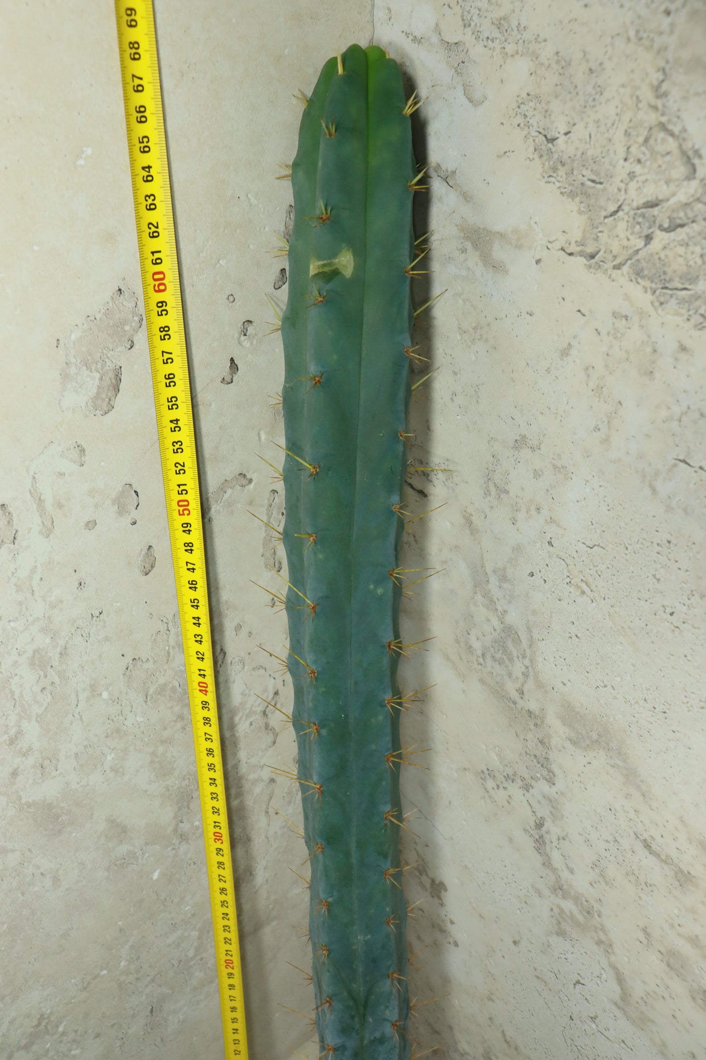 Trichocereus bridgesii SS02 – Einzelstück #0032