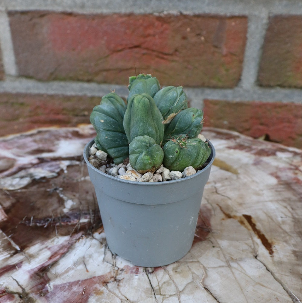 Trichocereus bridgesii monstrosus cristata "crested"