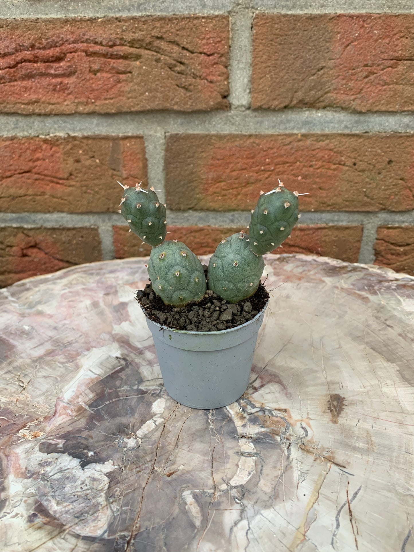 Tephrocactus articulatus inermis - Kaktusjunge