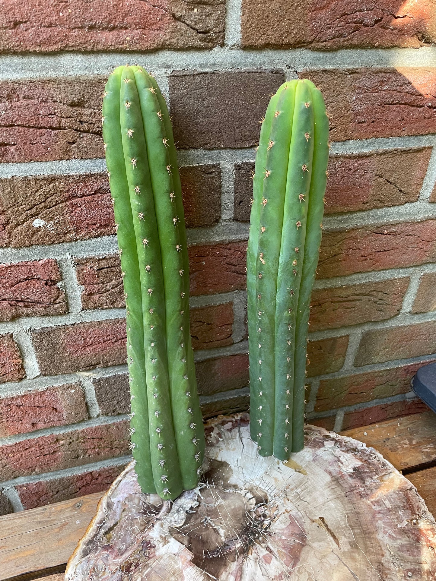 Trichocereus pachanoi 40-50cm