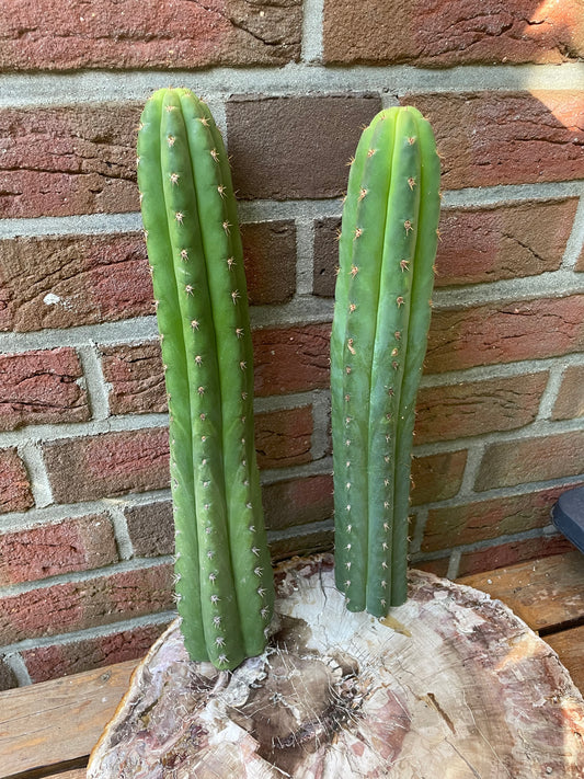 Trichocereus pachanoi 40-50cm